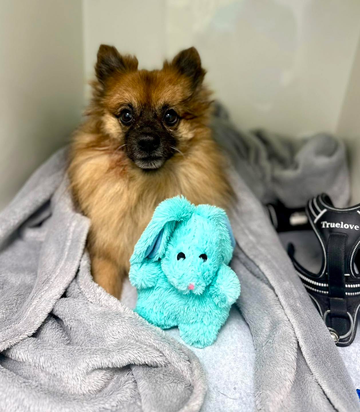 Hammashoidon jĂ€lkeen voi rentoutua rauhallisesti herÀÀmössĂ€ vaikka oman unikaverin kanssa. đ§ž
Kleinspitz Niilo kĂ€vi Tampereen klinikalla hurmaamassa kaikki söpöydellÀÀn! đ©”