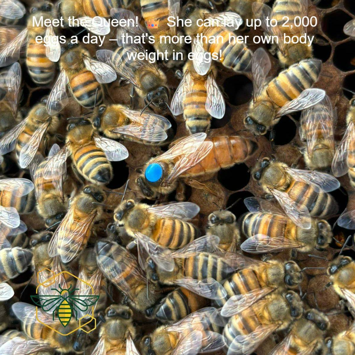 All hail the Queen! 👑 Did you know our amazing Queen Bees can lay up to 2,000 eggs per day!
Talk about busy!
Share if you're amazed by this bee fact!
Photo Credit: Yorkshire Apiaries "Queen Rebecca"
#QueenBee #BeeFacts #NatureFacts #AmazingBees #YorkshireApiaries #LearnAboutNature #BeeBiology