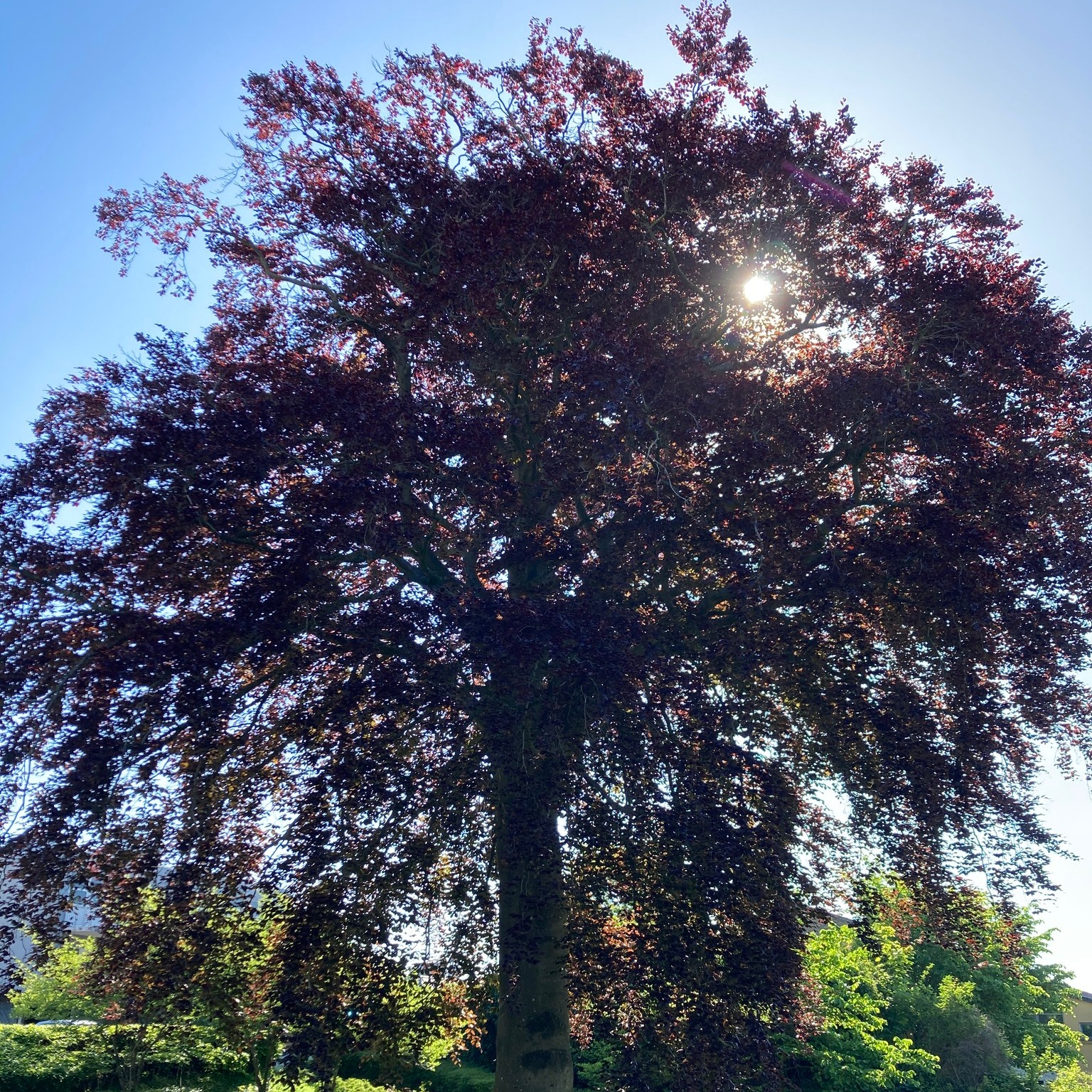 Vores arbejdscafé holder lukket torsdag den 29. maj og fredag den 30. maj. Vi ses igen mandag den 2. juni 🤸♀️
