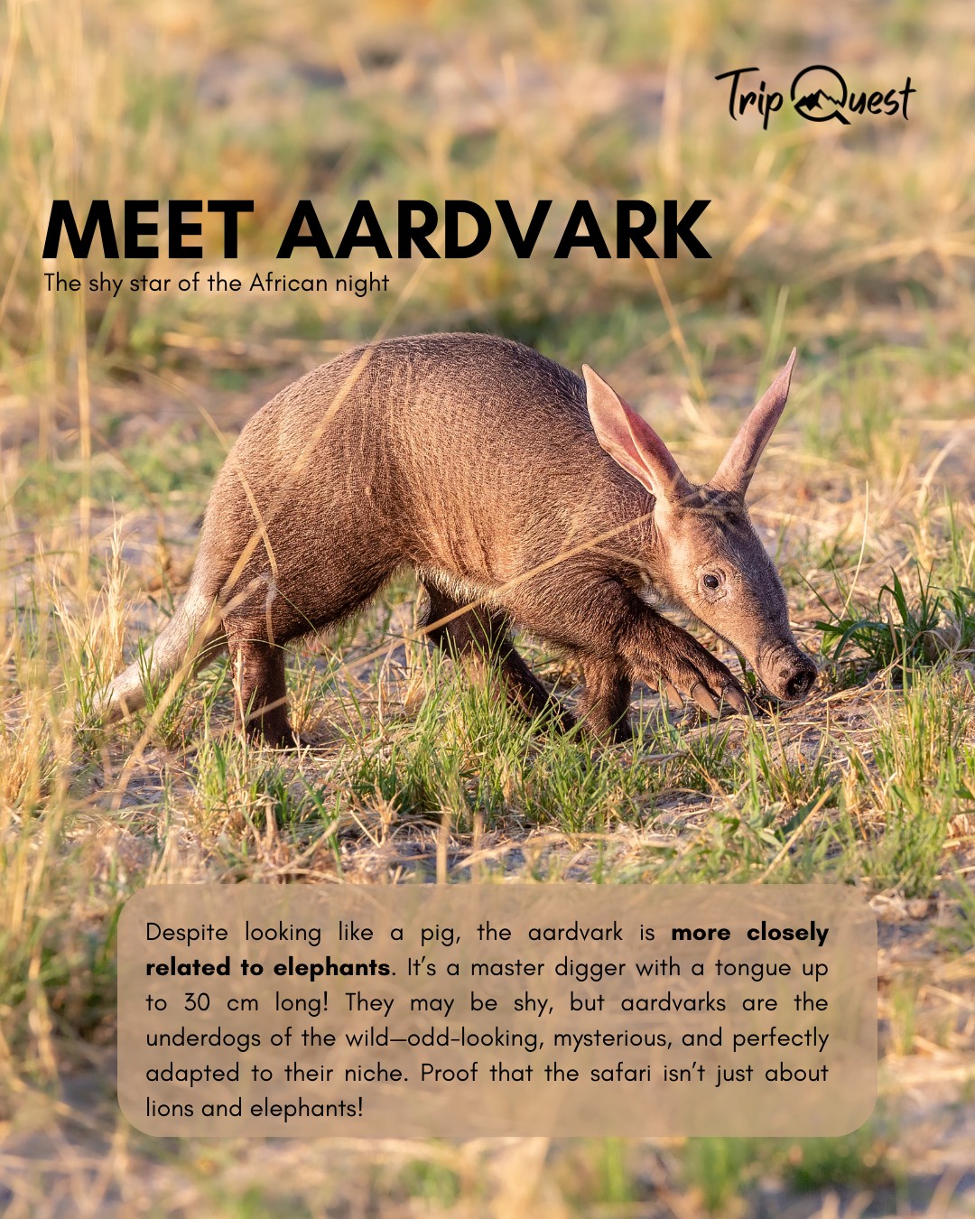 Meet the Aardvark – the shy star of the African night 🌙🐽 With a snout like a pig, ears like a rabbit, and claws like a bear… this insect-loving digger is truly one of a kind! #TripWithQuest #WildAndWeirdAfrica #ExploreArusha #TripQuest #wildAfrica #safariadventure #africatravel #africatour #KenyaSafari #NgorongoroSafari #WildlifeAdventures #TanzaniaTravel