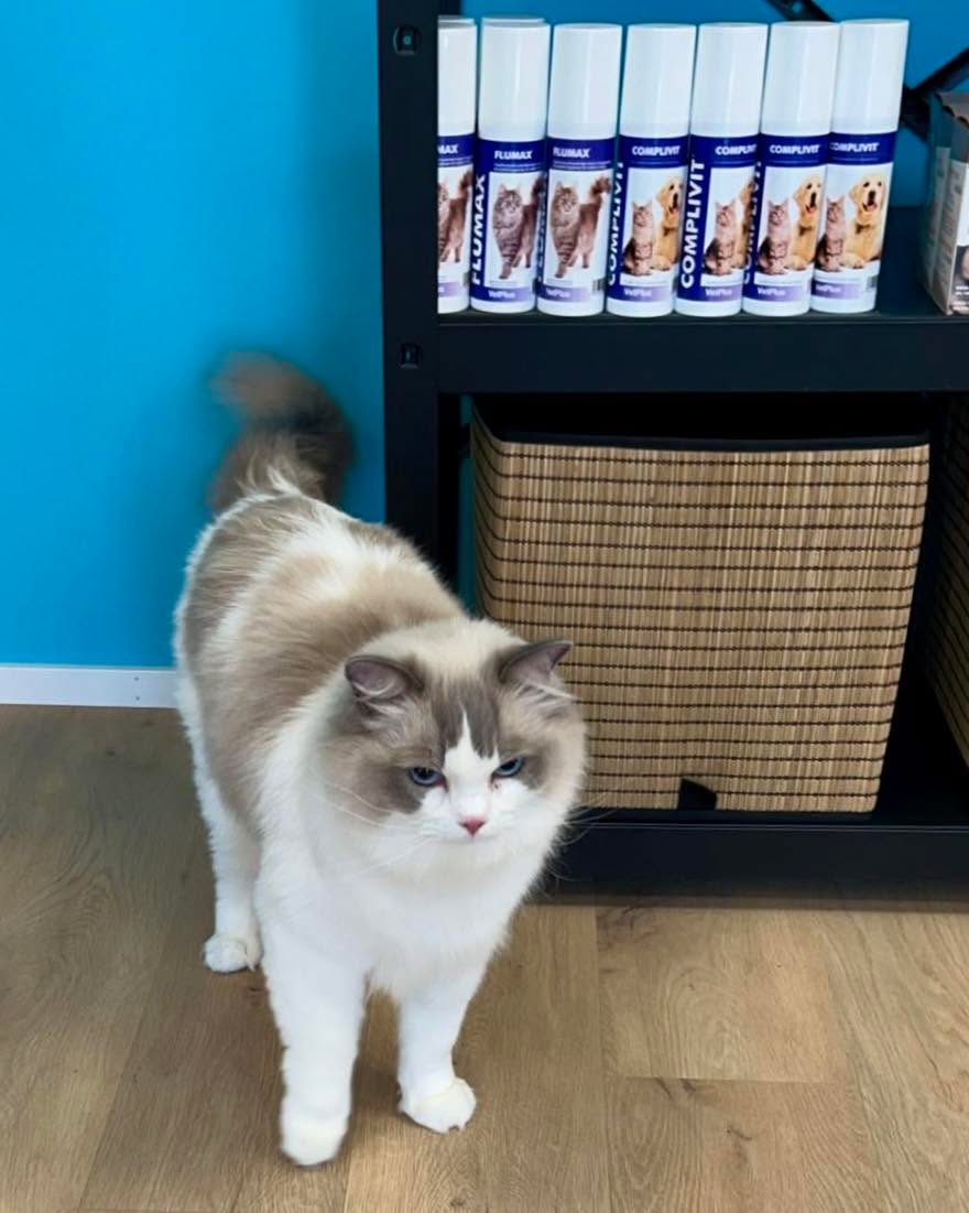 Klinikkakisuja! đ»
Topi ragdoll ja Ukko burmilla tutkailemassa klinikan tarjontaa.