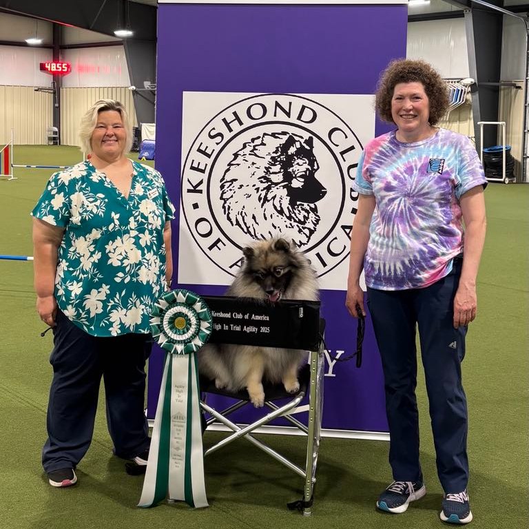 Absolutely thrilled to share that Stacey Alexander and her fabulous teammate Spirit won High in Trial at the 2025 Keeshond National Agility Trial!!
This team have achieved so much and worked so hard, so proud of all your successes! CONGRATULATIONS!
#keeshondsofinstagram #peregrinekeeshond #keeshond #dogagility #agilitykeeshond