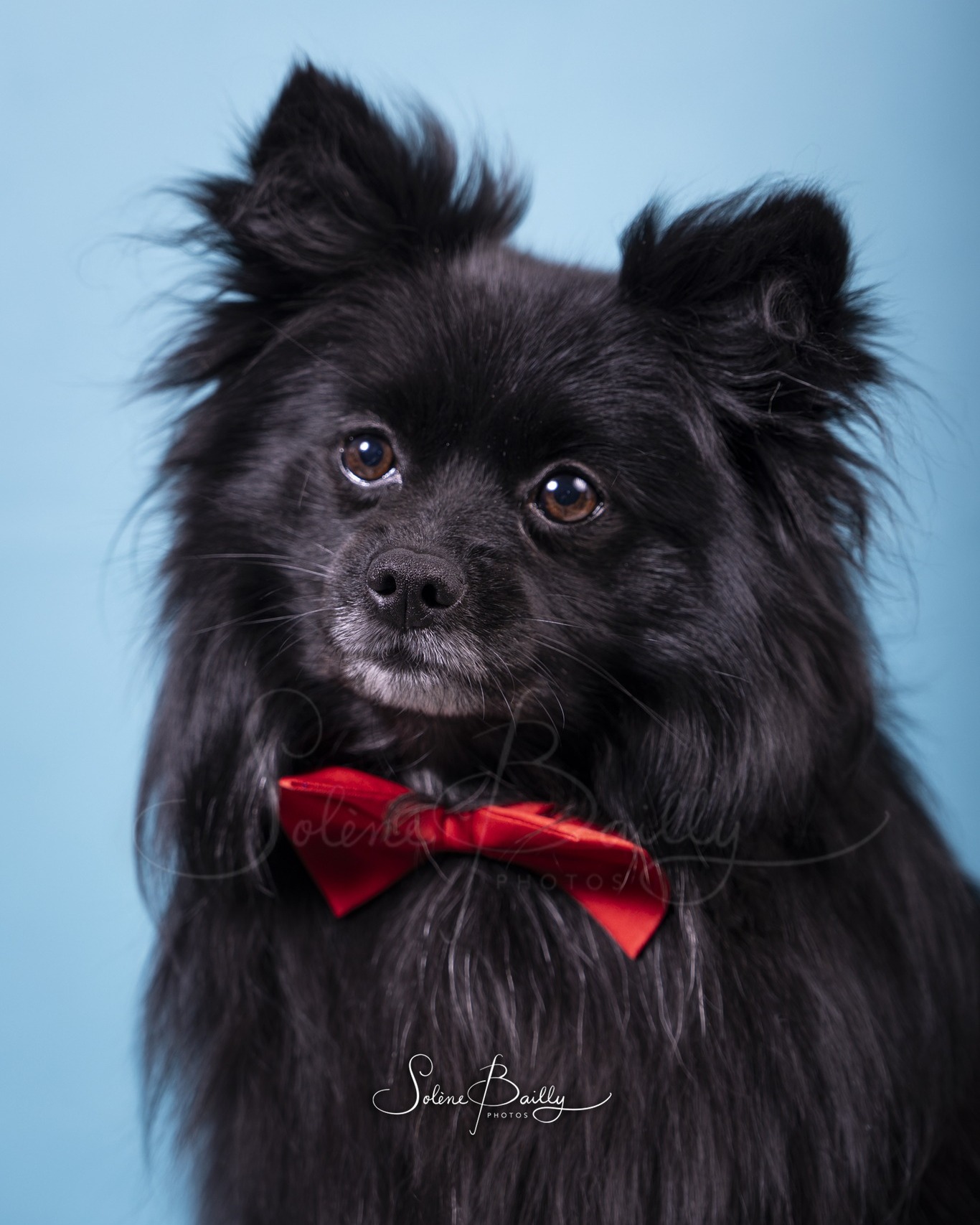 Petit sondage 🧐
Vous êtes plutôt :
- Team chien 🐕
- Team chat 🐈⬛
- LES DEUX 🥰