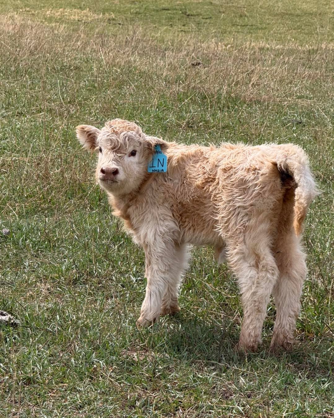 Some much needed Nasia content. 🐮