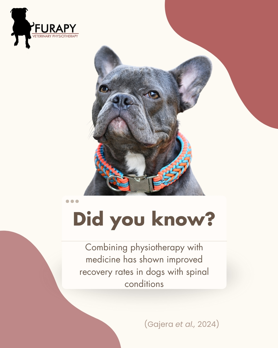 🐾Don't just take our word for it! 🐾
- Recent research has shown that dogs with moderate to severe paresis of their hind legs receiving physiotherapy alongside medication had significant progress in their recovery when compared to those who did not.
- This study also indicates that physiotherapy can sometimes be a suitable alternative to medicine, showing improved symptoms for some dogs who were not responding to medical treatment.
Is your dog struggling with a spinal condition and you think physiotherapy could help? Feel free to pop us a message or give us a call. We would be happy to discuss!
www.furapy.uk
info@furapy.uk
07702082602
(Source: Managing canine posterior paresis: Medication and physiotherapy strategies. Gajera et al., 2024)
