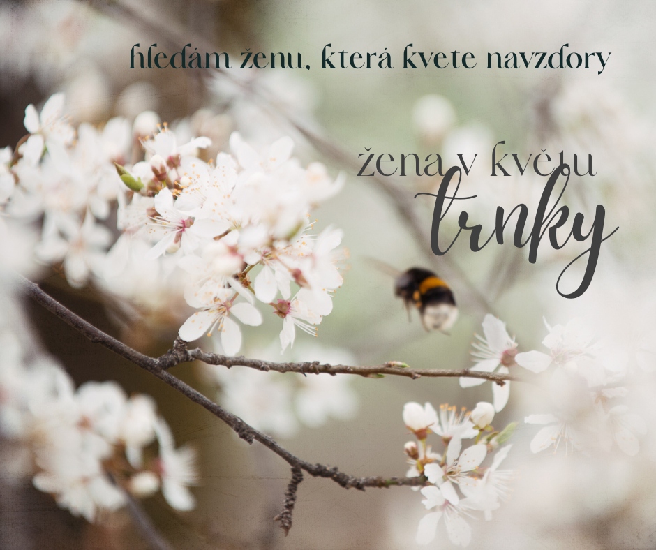 🌿 Hledám ženu pro focení v trnkové aleji
Zůstávají už jen poslední dny, kdy trnky kvetou.
A já cítím, že právě teď je čas zachytit ženu, která rozumí jejich řeči.
Divoké keře, které kvetou bíle dřív, než se zazelenají.
Odvážné, jemné, ale s trny. Umějí chránit.
Pro ženy, které kvetou navzdory.
Které si prošly zimou a přesto září.
Které ví, co znamená růst v tichu.
Které teď cítí, že právě tenhle obraz – žena a trnka – je o nich.
💬 Pokud to jsi právě ty, napiš mi.
📷 Focení proběhne venku, jemně, s respektem a lehkostí.
📩 Cena projektu: 2200 Kč / 2 fotografie
Pojďme zachytit tu sílu. Ještě než opadne květ.
Renáta – RenticeFOTO
#zenavkvetu #krasavdivokosti #trnka #silaženy #renticefoto