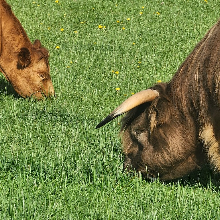 Just cute cows enjoying some grass and sunshine :)
Happy Friday!
#knowyourfarmer #growninohio #grassfed