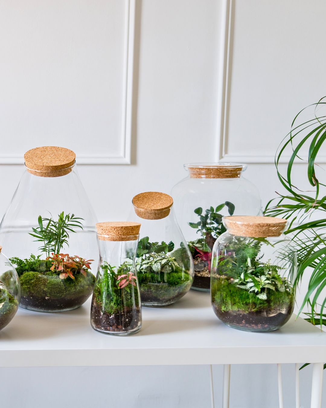 Bring the beauty of the outdoors inside with our signature Closed Terrariums 🌿✨
Each one is a miniature, self-sustaining ecosystem, designed to thrive with minimal care and maximum style. Perfect for plant lovers, gift-givers, or anyone wanting a touch of nature at home or in the office.
🪴 Hand-planted in the UK
🌱 Living plants, real moss & natural cork lids
🎁 The ultimate sustainable gift
💧 Low-maintenance & endlessly fascinating
Discover the magic of DIY Terrariums, Indoor Gardens, and Eco-friendly Decor, all in one glass jar. 🌍💚