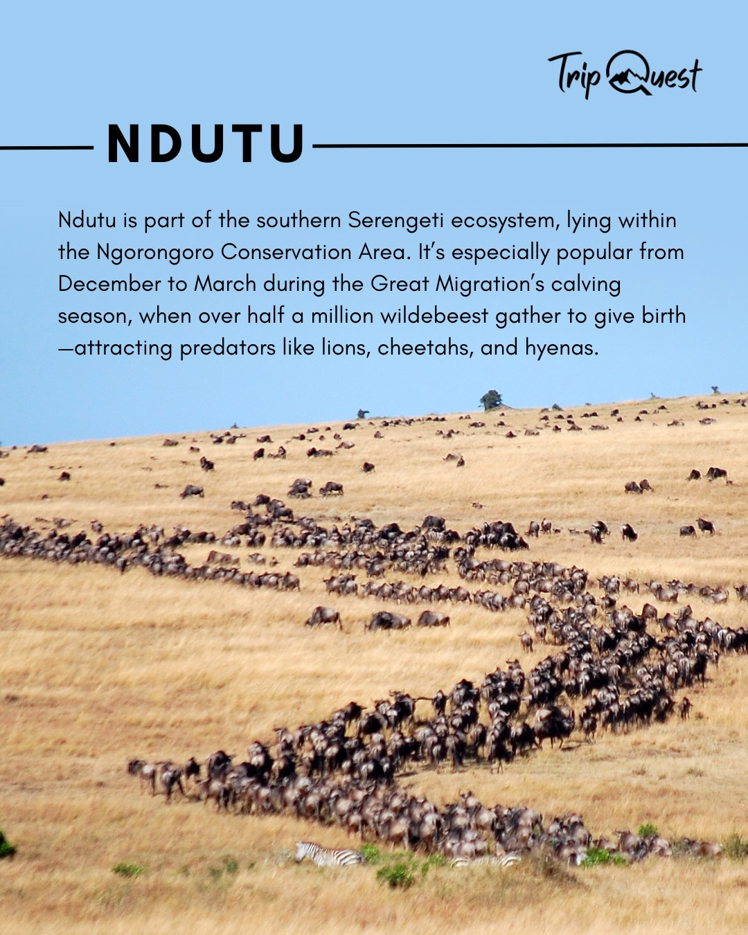 Witness the circle of life with Trip Quest 🌿✨ Ndutu is where thousands of wildebeest are born each day—and predators await. Join us for the raw, breathtaking beauty of nature in motion. #ExploreArusha #TripQuest #wildAfrica #safariadventure #africatravel #africatour #KenyaSafari #NgorongoroSafari #WildlifeAdventures #TanzaniaTravel