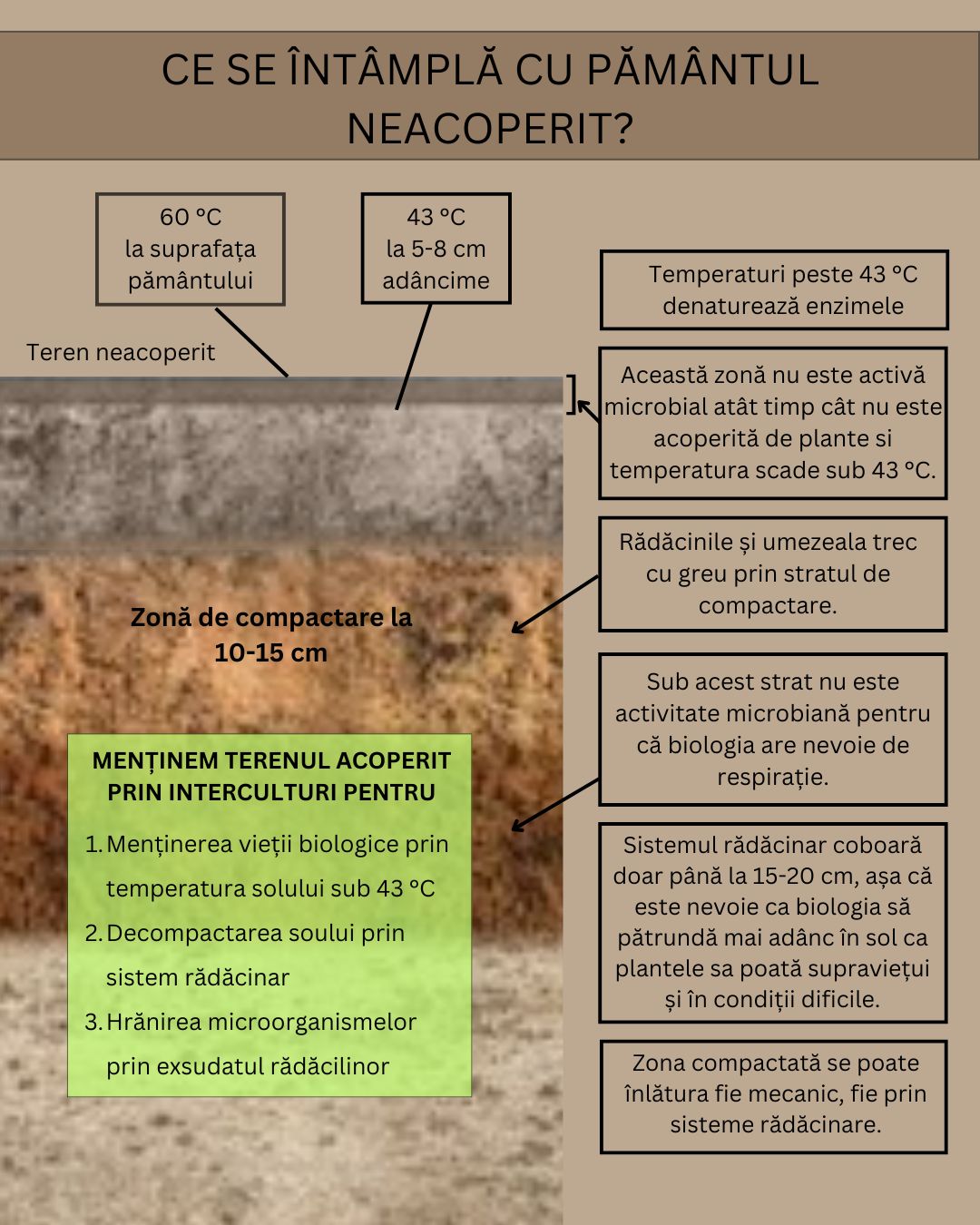 Cava timp in urmă am vorbit despre interculturile de pe câmpurile noastre. Cum arată solul unui teren fără permacultură?
#natanaelferma #iwannaknow #life #organic #earth #bio #agriculture #farming #agricultura #biodiversity #organicfarming #regenerativefarming #regenerativeagriculture #viata #notill #agriculturaorganica #agriculturaregenerativa #intercultura #permacultura