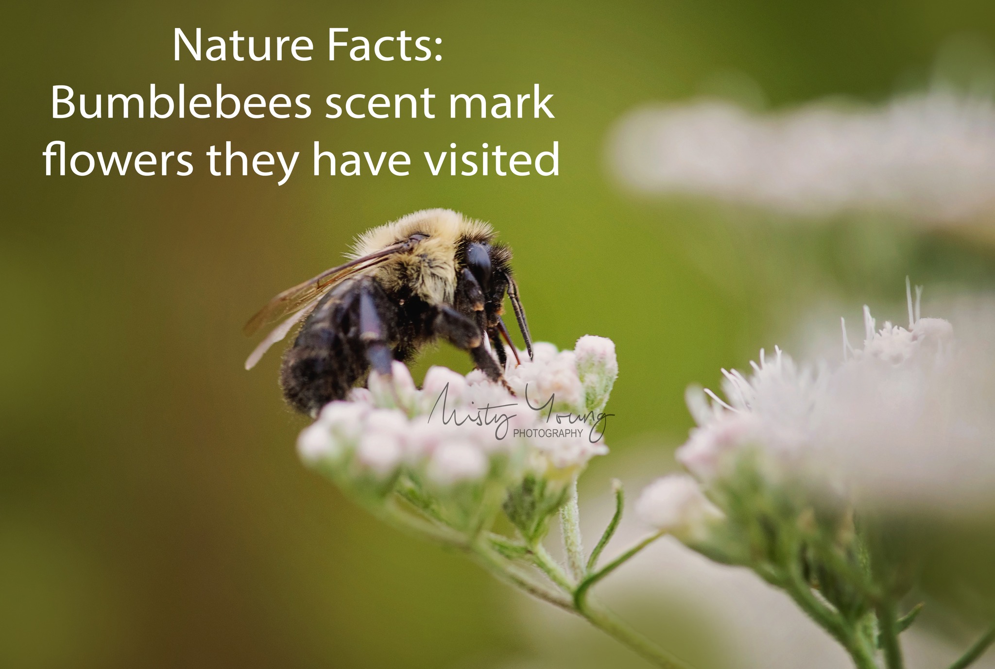 🐝💐 Bumblebee Fact: These little guys are not just cute and fuzzy—they’re also flower detectives! 🕵️♂️✨ Bumblebees scent mark the flowers they've visited, leaving behind their own unique signature! 🔍💛 It’s like they’re saying, “Been here, done that, moving on!”
So, when you see a bumblebee fluttering around your garden, it’s not just doing its thing—it’s helping its fellow pollinators know exactly where the best blooms are! 🌸
Talk about bee teamwork! 🐝💪 Next time you spot a bumblebee, remember—it’s not just collecting nectar, it’s also marking territory like a little flower detective! 🕵️♀️
Do you love having bumblebees in your garden? Drop a 🐝 if you do, and share your favorite pollinator-friendly flowers below!👇
Like, Follow, and Share for more pollinator tips and bee-sy knowledge! 🐝
Pictured native Bumblebee on boneset
#pollinators
#BumblebeeFacts #BeeTeamwork #PollinatorPower #FlowerDetective #BeeLove #NativePollinators #SustainableGardening #WildlifeFriendly #PollinatorFriendly #SaveTheBees #GardenGoals #NatureLovers #BackyardBiodiversity #SmartGardening #PollinatorProtection #InsectEducation #NativePlantGarden #EcoFriendlyLiving #GreenThumb #NatureIsCool #BeeKind #GardenInspiration #HealthyGardens #InsectLove #BeesInAction #FlowerPower #PollinatorGarden