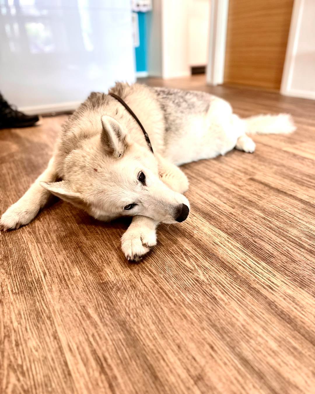 Kangasalan klinikalla vieraili tÀnÀÀn ihana Lexi. Lexi oli onnistunut ahneuksissaan nappaamaan rannalta vieheen ja koukut olivat pahasti lÀvistÀneet Lexin huulen ja kielen.
MUISTUTUKSENA JOKAISELLE KALASTAJALLE. ĂLĂ JĂTĂ PYYDYKSIĂ RANNOILLE TAI MIHINKĂĂN MUUALLE MINNE NE EIVĂT KUULU!
Lexi kiidĂ€tettiin klinikalle ja rauhoituksessa koukut katkaistiin ja saatiin poistettua. Pikaista paranemista Lexille â€ïž