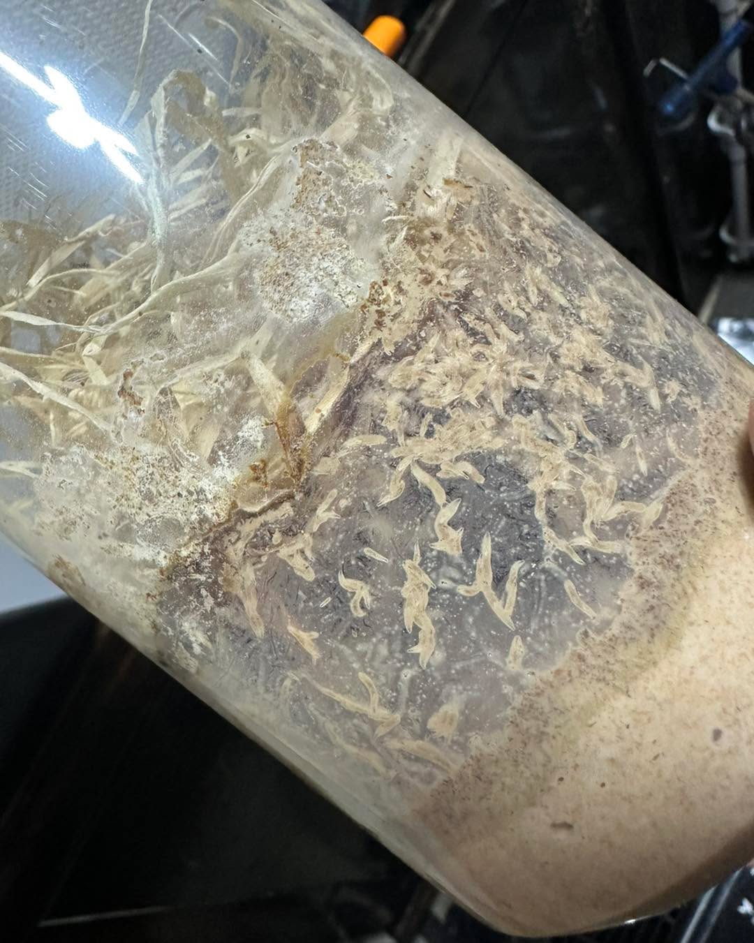 Fruit fly culture is going crazy! We formulate the media based on the animals and plants that will eat the flies, but cultures going crazy is a side effect! Unfortunately, as the larvae churn up the media, booming cultures like these are difficult to ship as the media will move around when the shipping courier does not read “this side up”. Buy now and plan ahead! #VenusFlytrap #CarnivorousPlants #PlantLovers #RarePlants #HouseplantCommunity #PlantAddict #UnusualPlants #BotanicalBeauty #IndoorJungle #FlytrapForSale #PlantShop #PlantBusiness #ShopSmall #PlantStore #HandRaisedPlants #FlytrapNursery #GrowYourOwn #GreenThumb #PlantGoals #PlantCare #NatureIsMetal #WeirdPlants #BugEater #TrapLife #PlantCollectors #TropicalPlants #InsectEatingPlant #DionaeaMuscipula #PlantEnthusiast #PlantLife