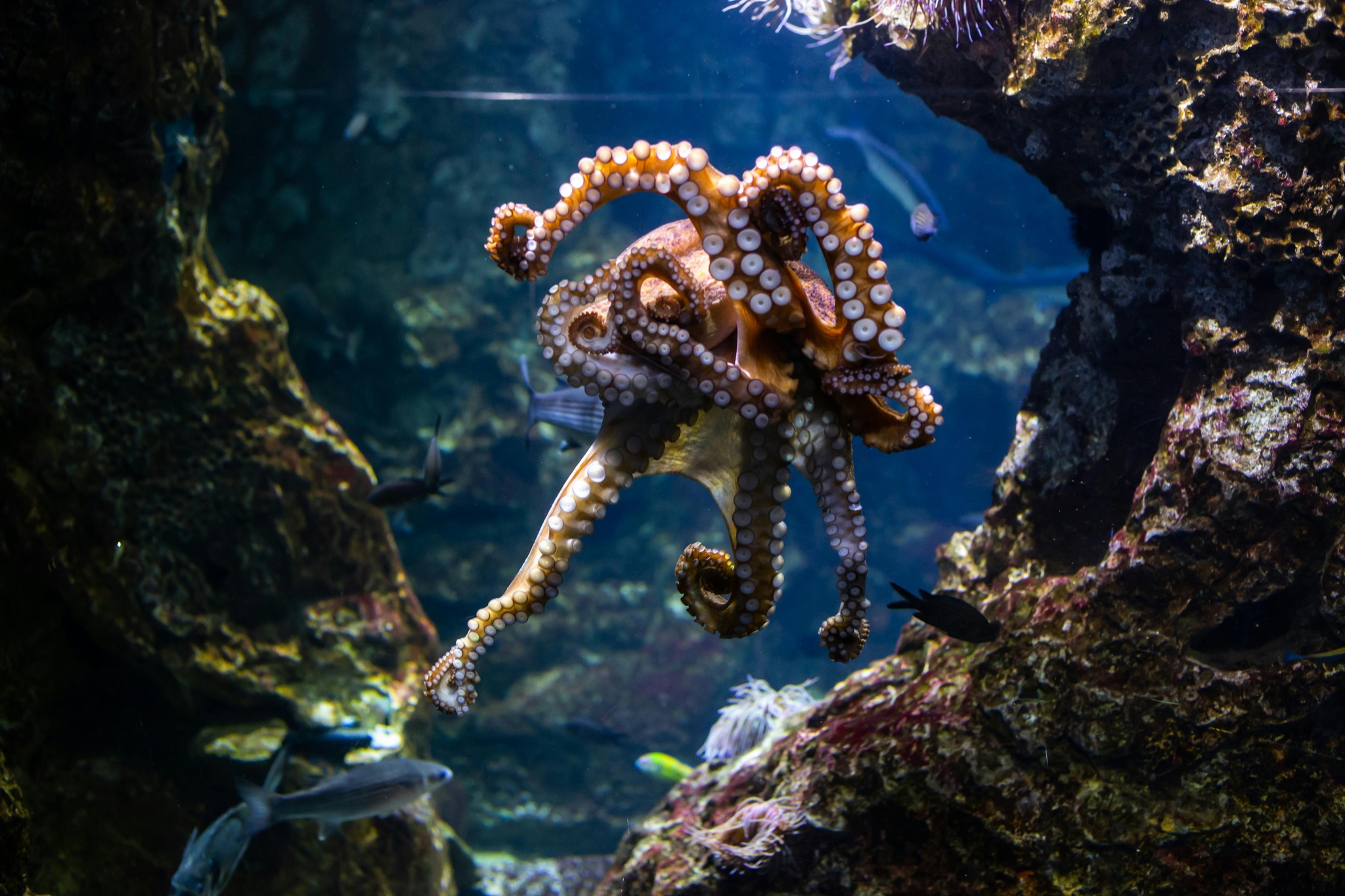 💡 Octopuses have three hearts.
Two pump blood to the gills, and one pumps it to the rest of the body.
And get this—when they swim, the main heart actually stops beating.
Just one more reason they’re basically aliens of the sea.
#FunFact #OctopusFacts #WeirdNature #DidYouKnow #ScienceIsCool