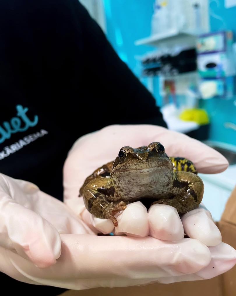 TÀnÀÀn 04.10. vietetÀÀn kansainvÀlistÀ elÀintenpÀivÀÀ!
MeillĂ€ klinikalla se on kyllĂ€kin joka pĂ€ivĂ€, mutta tĂ€nÀÀn toivotamme kaikille elĂ€imille extra mÀÀrĂ€n rakkautta, rapsutuksia ja herkkuja! đ©”
Kuvassa on meidÀn tÀmÀn vuoden eksoottisin asiakaskÀvijÀ. HÀnet nimettiin ihan vaan Sapi Sammakoksi.