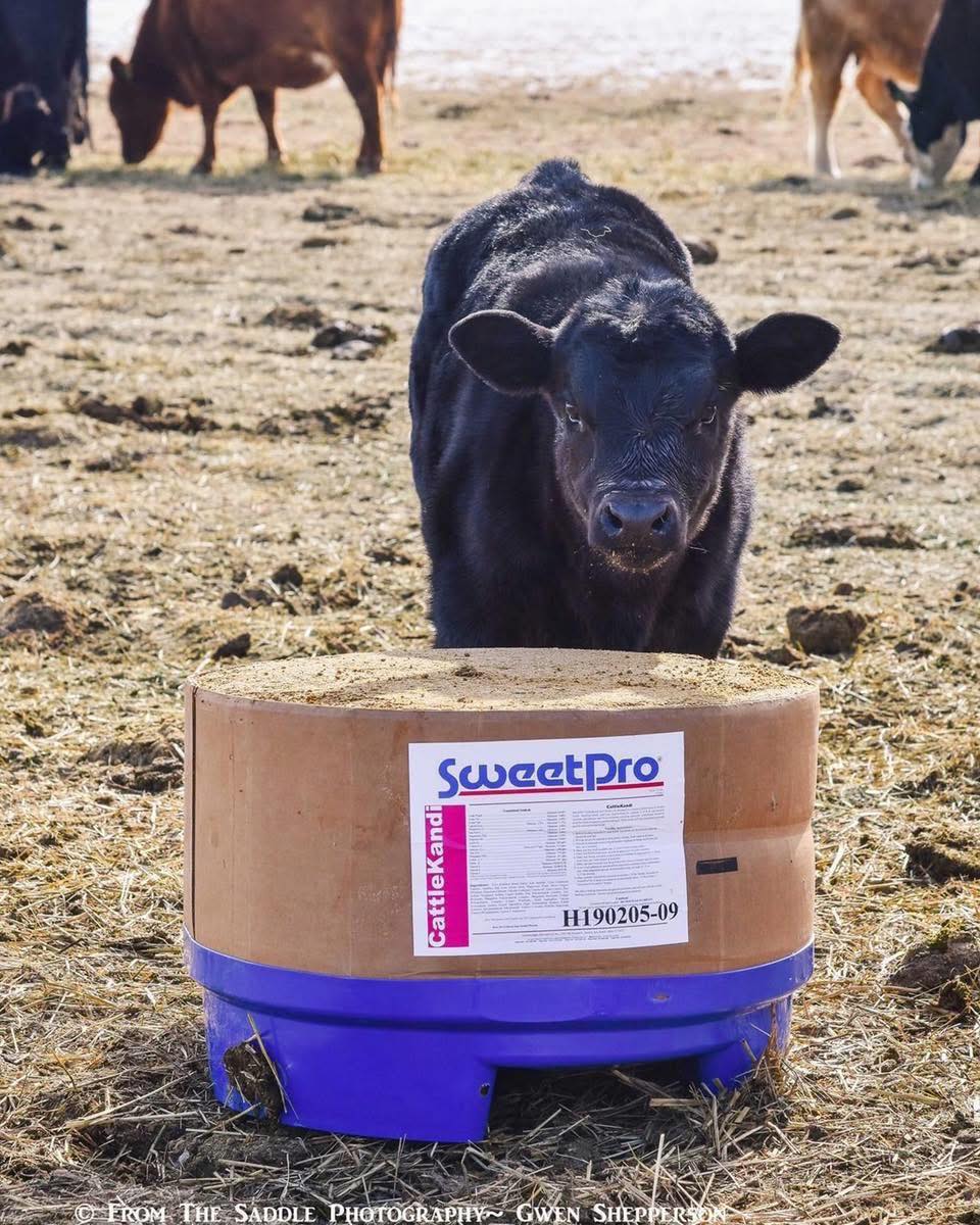 University of Georgia Study
SweetPro vs Molasses Blocks:
✓SweetPro daily cost per head was less
✓SweetPro daily supplement consumption was roughly half
✓Daily calf weight gain was higher than when the mother cows were on molasses blocks
✓Daily cow weight stayed higher than on molasses blocks
✓Cows became pregnant faster than on molasses blocks
✓Herd pregnancy rate was higher than on molasses blocks
#sweetpro #betternutritionsuperiorperformance #calvingseason #feedsmarter