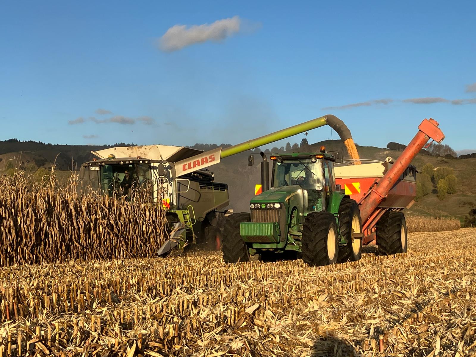 Matthews Agriculture getting stuck into the Maize this afternoon