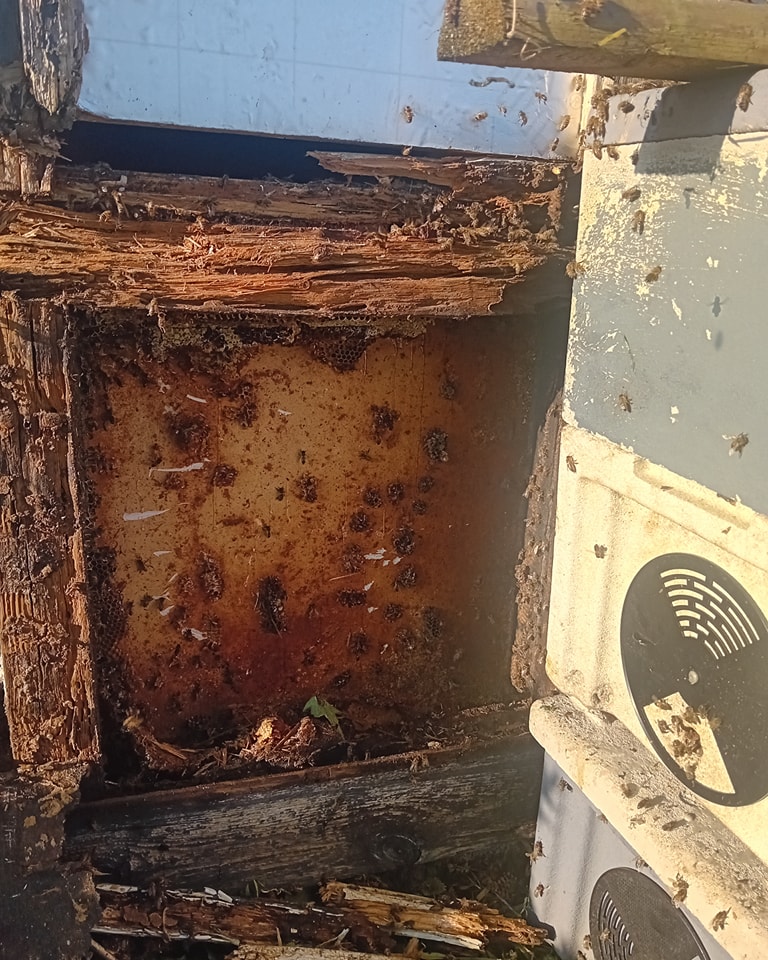 This colony we housed after it had formed it's nest in the outer wall of a building. We moved the comb into frames and then the bees followed into the box. We have then relocated them to a new location.