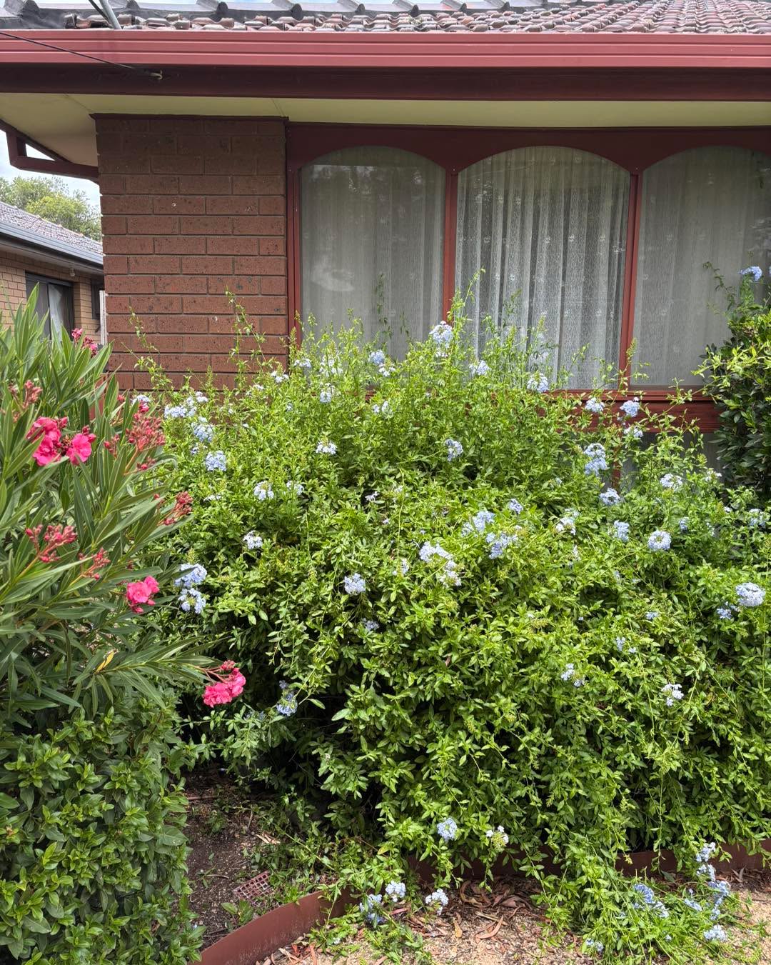 Things can grow so much in a month time in summer #melbourne #lawns #mowing #gardening #MowingService #lawnmowing #GBG