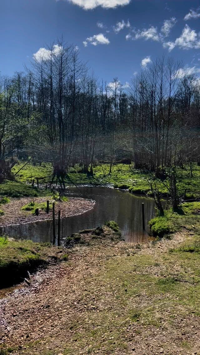 🌷 A closing ritual 🌷
I recently came to the end of The Art of Grief Tending training I’ve been doing. A 6 month journey in learning how to hold space for Grief Tending.
We began in the Autumn, moving through the depths of the dark Winter months, emerging into Spring as we met for our final sessions in April. A beautiful mirroring of the inner journey of growth and transition this training has taken me on. Deep into the exploration of my own grief and tending practices, and a planting and nurturing of seeds that have come to bud and bloom in holding others in their grief more intentionally and offering my first grief tending circle.
In our final our session we reflected on our time spent together, how this programme has changed us, celebrated our successes, the seeds we planted and our vision for this work as we move forward. There were tears, warm smiles, laughter, pangs of grief about ending, longings for continued connection and more time, and a deep sense of awe and gratitude of one another and this experience.
As each person shared, we all poured water to honour their prayers and wishes. By the end, a bowl filled to the brim with so much hope and collective dreaming for what grief tending can bring to our communities.
Afterwards I took myself to a local woodland with this water and some rose petals from the bunch of flowers I had recently brough to honour my mother on Mother’s Day - the reason I find myself on this path in the first place. I offered the water back to the stream, and scattered the petals in celebration of the beauty that grief tending has brought into my life.
I am so incredibly grateful for this experience - for Nici @thegriefspace for creating such a transformative programme, for the wonderful guest teachers that shared their wisdom, for the beautiful constellation of courageous souls who I have walked alongside for the last 6 months, a community we will continue to nurture as we take our next steps in our journeys as torchbearers for this work.
Forever grateful 🩷🌷
#grieftending #theartofgrieftending #grieftendingrituals #grieftendingincommunity #grieftendingtraining #griefjourney #griefritual #griefrituals