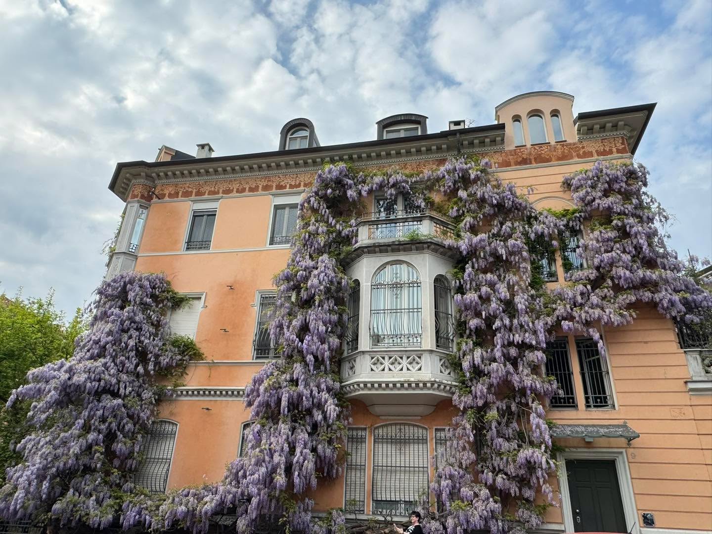 Wisteria blooming in Torino