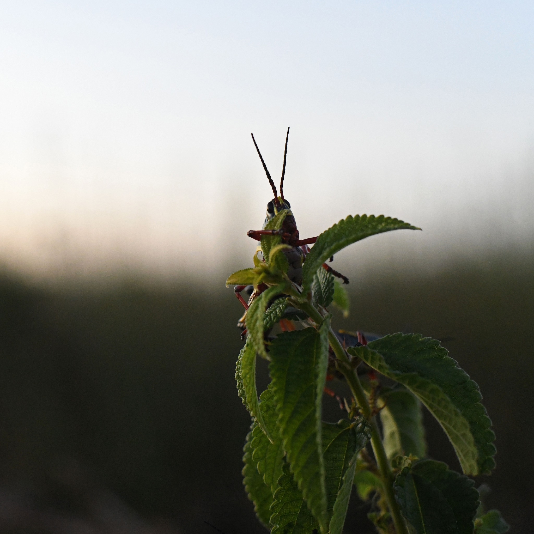 Everglades; Part II ✨
@evergladesnps
#CandidPhotography #NaturePhotography #FloridaPhotography #CandidSRQ