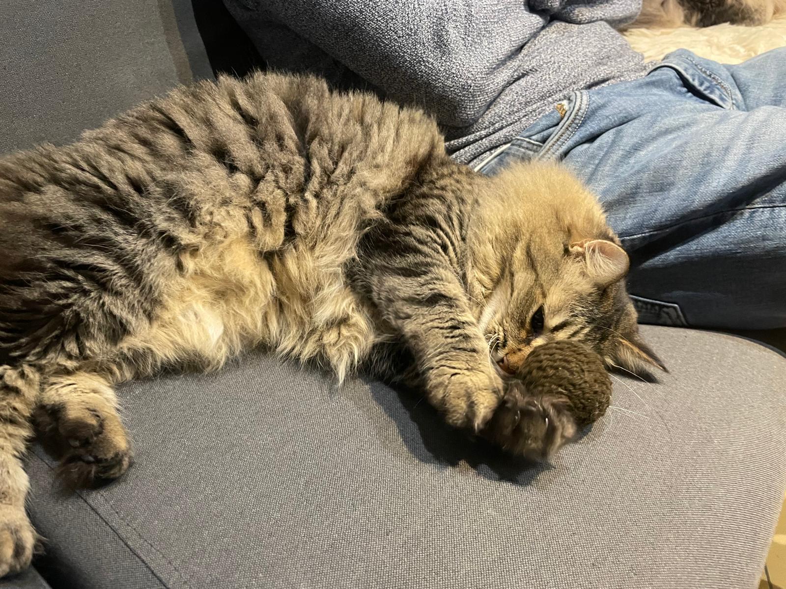 🎁 On y travaille en ce moment : des box spéciales pour les petits nouveaux dans ta vie !
Box chiot, box chaton, avec des jouets adaptés à leurs petites dents (ou leurs grandes des fois).
On réfléchit aussi à proposer des commandes spéciales pour les élevages 🐾
T’as des envies, des besoins ? Je suis preneuse d’idées !
#BoxChiot #lazouzoulerie #boxchaton #entrepreneuriat