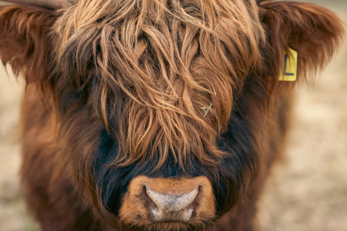 Legacy may still be growing, but he’s already showing signs of greatness. With his impressive build and striking color, he’s got the makings of a future leader. Though younger than Keswick, Legacy is already making his mark on the ranch—his presence strong and steady as he matures into the bull we know he’s destined to be.
#kootneyphotographer #kootneysbc #kootneylife #ranch #cow #bull #highland #highlandcattle #highlandcow #highlandcattleofinstagram #farm #farming