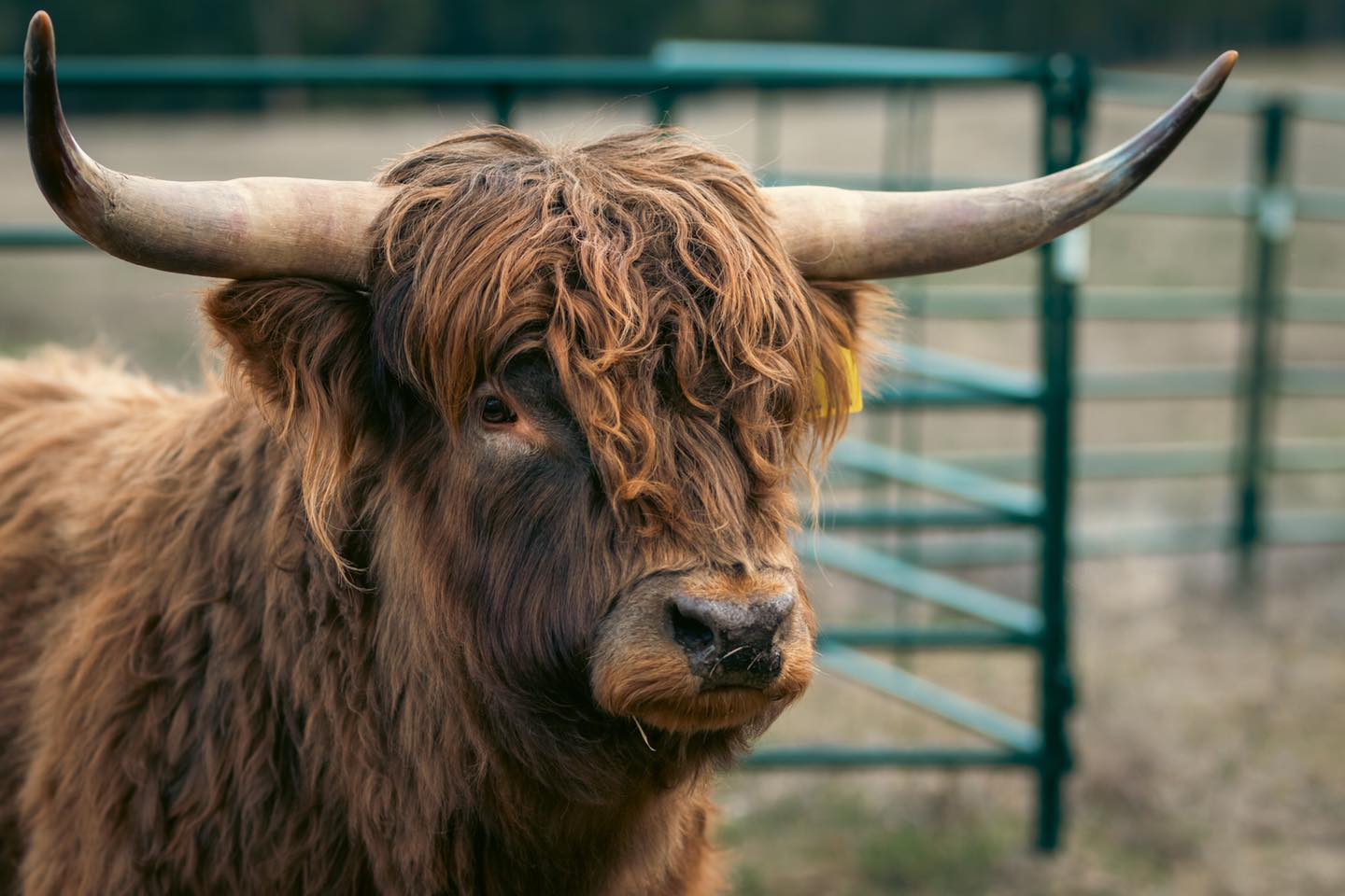 Moments after a herd of elk moved through, Keswick was on high alert. Bulls like him are natural defenders—always tuned in to what’s happening around them. Even the gentlest ones, like Kes, can be spooked when something unexpected crosses their path. That awareness is part of what makes them such strong protectors.
#kootneyphotographer #kootneysbc #kootneylife #ranch #cow #bull #highland #highlandcattle #highlandcow #highlandcattleofinstagram #farm #farming