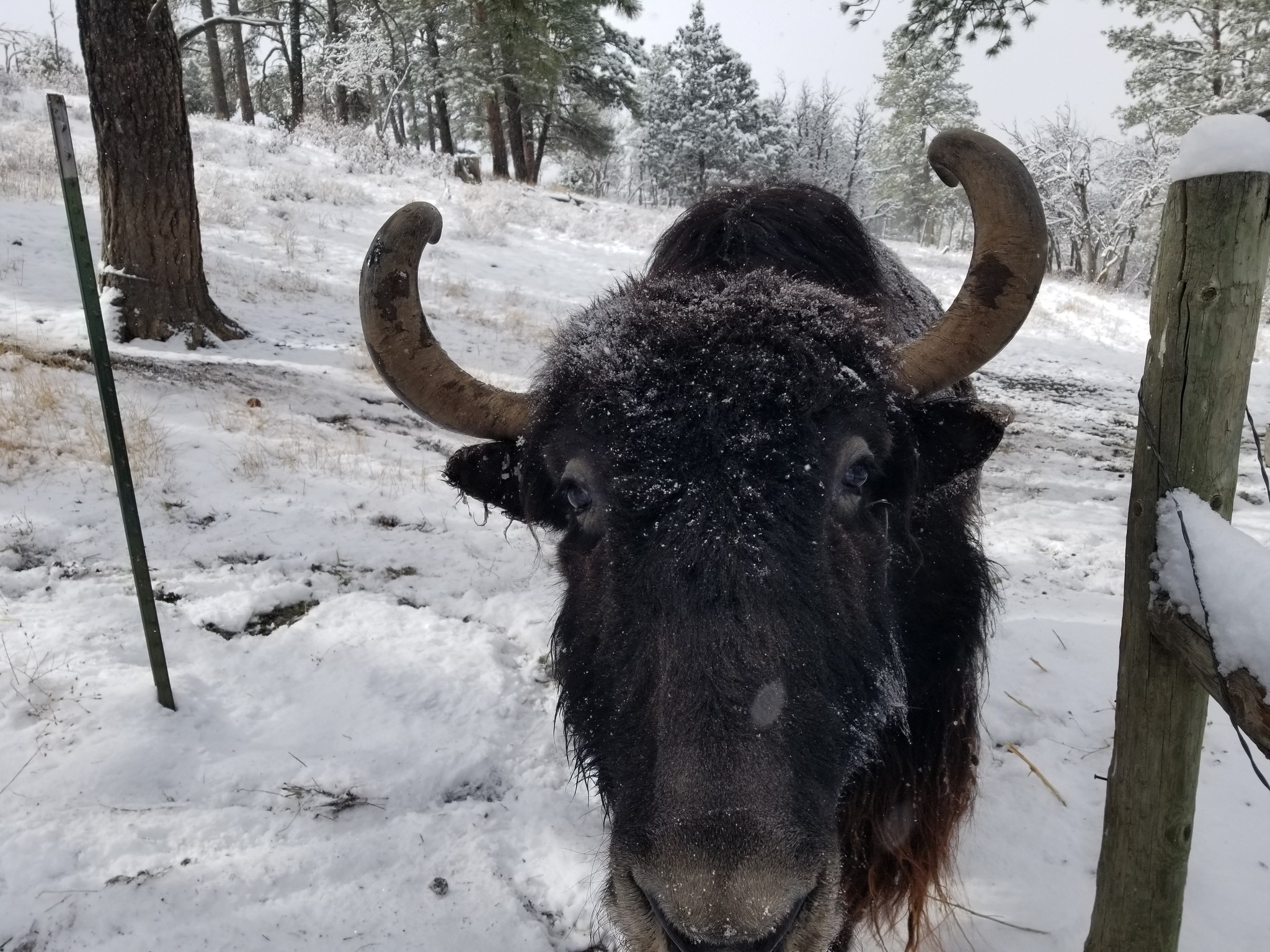 About a week ago, we had what just might be our last snow for the season (but it's Pagosa, so who knows?), and Bucky sure did enjoy it. He was running and bucking and full of energy!