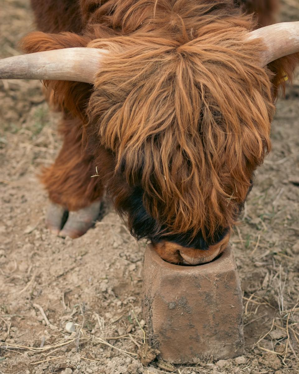 Salt licks are an important part of our herd’s diet. They provide essential minerals like sodium, calcium, and magnesium, which are vital for the cows’ overall health, especially during the colder months when their nutritional needs are higher. By offering a salt lick, we help ensure the cows get what they need to stay healthy and strong. It’s a simple yet crucial tool in maintaining the well-being of our fold.
#kootneyphotographer #kootneysbc #kootneylife #ranch #cow #bull #highland #highlandcattle #highlandcow #highlandcattleofinstagram #farm #farming