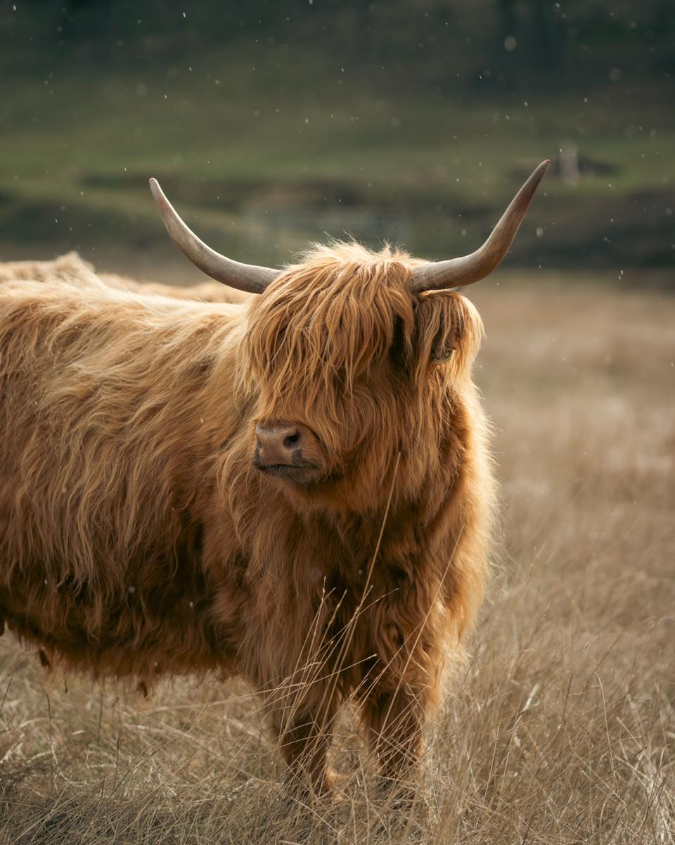Georgia Belle (or ‘Geebs’ to those who know her well) enjoying a rare sun shower. She’s always a picture of grace, and there’s something magical about watching her soak up the warmth while the rain falls gently around her. Moments like this remind us that beauty is found in the simple, unexpected moments at Little Tree Ranch.
#kootneyphotographer #kootneysbc #kootneylife #ranch #cow #bull #highland #highlandcattle #highlandcow #highlandcattleofinstagram #farm #farming