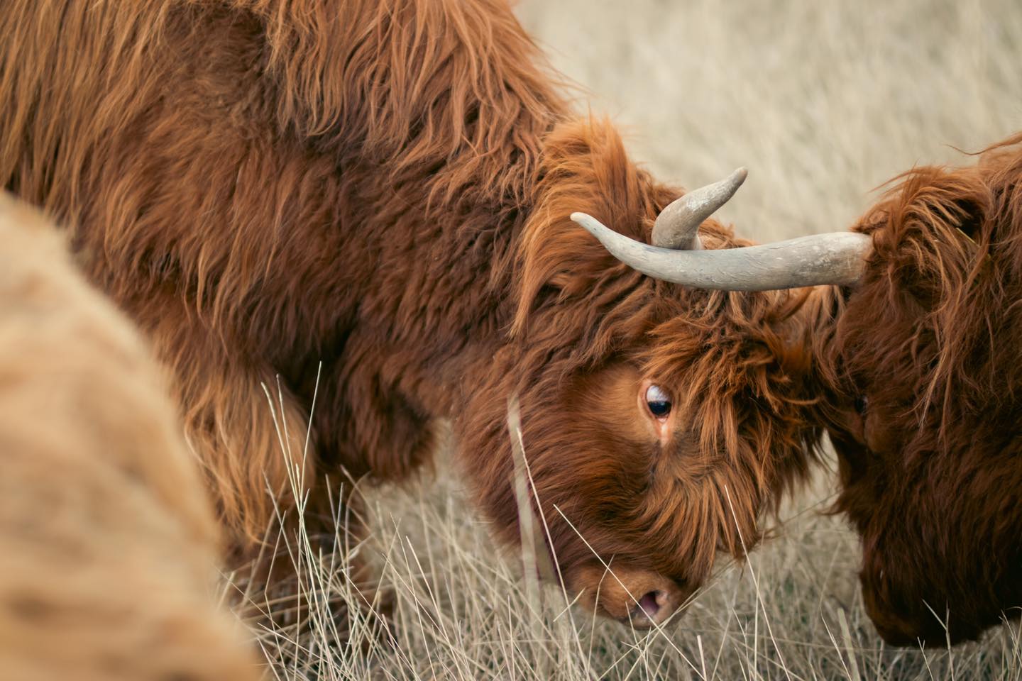 Highland cattle are known for their strong social bonds, and the fold has its own natural hierarchy. Georgia Belle, as boss cow, leads with confidence, while the others fall in line, each knowing their place in the group. While the herd is peaceful, there's always a subtle balance of respect and order, with some cows more dominant than others. It’s fascinating to watch how the herd comes together, each with their unique role, but always united as one.
#kootneyphotographer #kootneysbc #kootneylife #ranch #cow #bull #highland #highlandcattle #highlandcow #highlandcattleofinstagram #farm