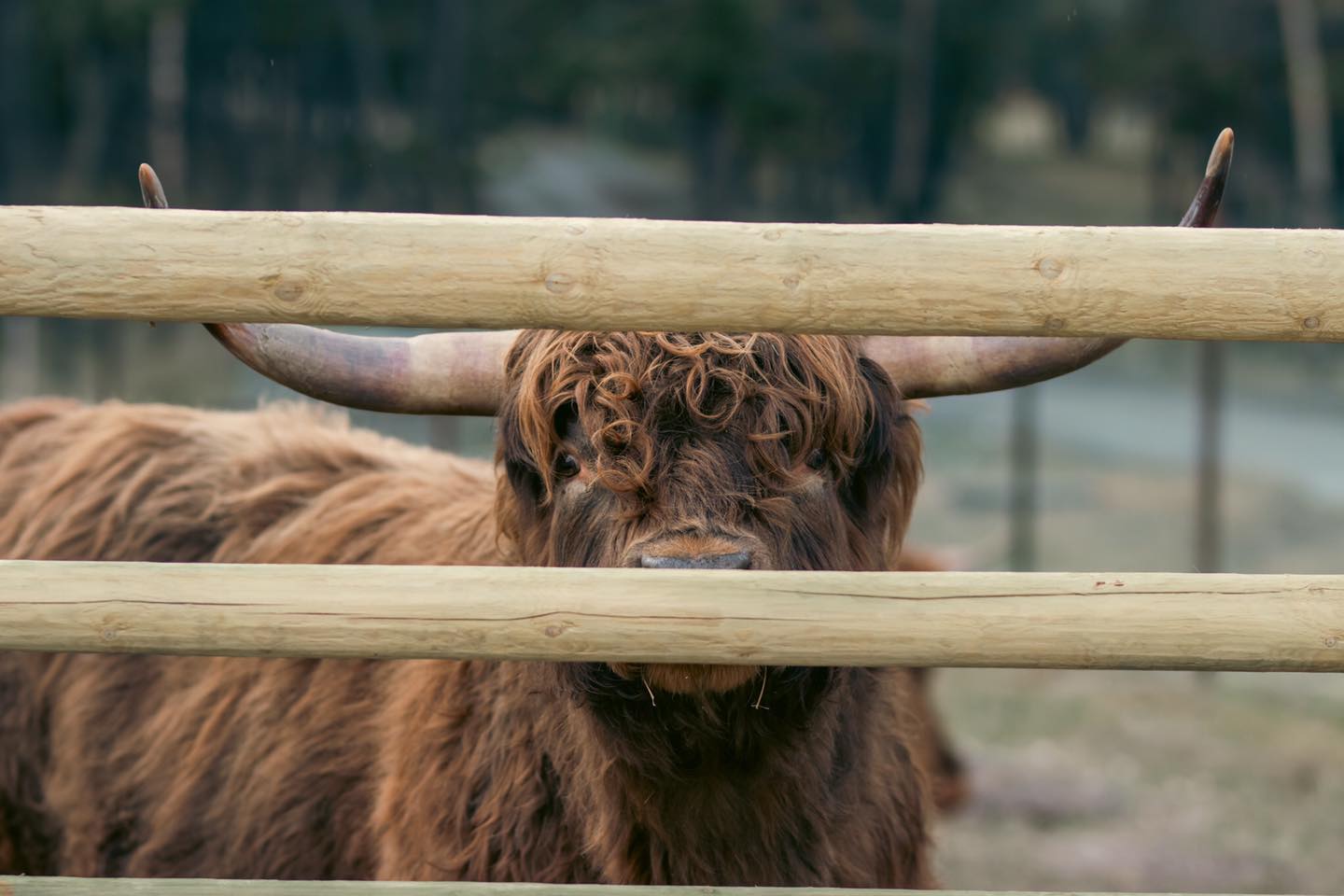 Keswick is always ready to welcome visitors with open arms (or hooves!). Our gentle giant loves the attention, and you can usually find him trotting over for a scratch or a friendly hello. His easygoing nature makes him a favorite around the ranch, and he never misses a chance to show off his friendly side.
#kootneyphotographer #kootneysbc #kootneylife #ranch #cow #bull #highland #highlandcattle #highlandcow #highlandcattleofinstagram #farm #farming