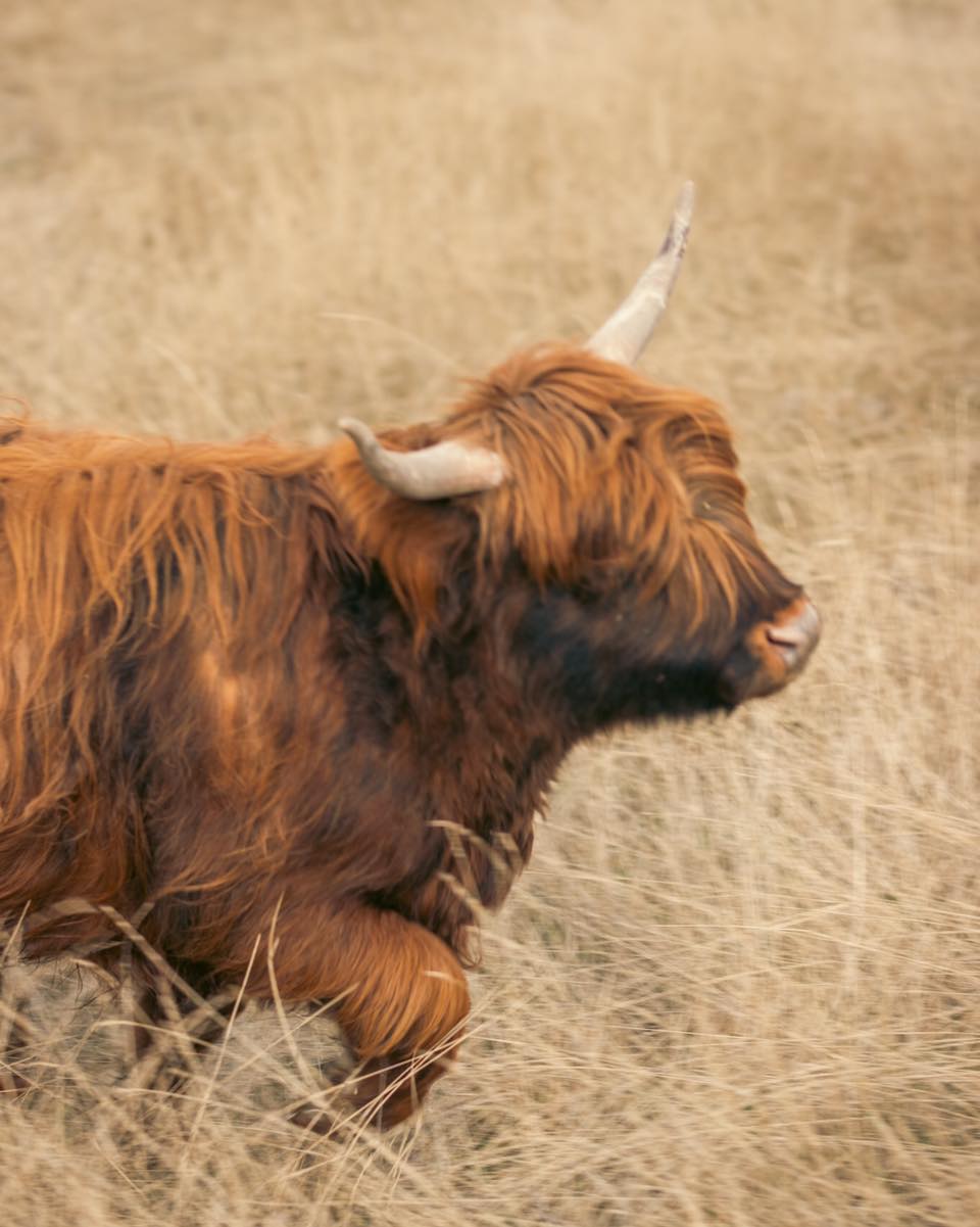 Highlands may be known for their calm demeanor, but they’ve got a playful side too. Lyssa and Liz here are showing off their quick moves—no doubt having a little fun as they keeps the rest of the fold on their toes.
#kootneyphotographer #kootneysbc #kootneylife #ranch #cow #bull #highland #highlandcattle #highlandcow #highlandcattleofinstagram #farm #farming