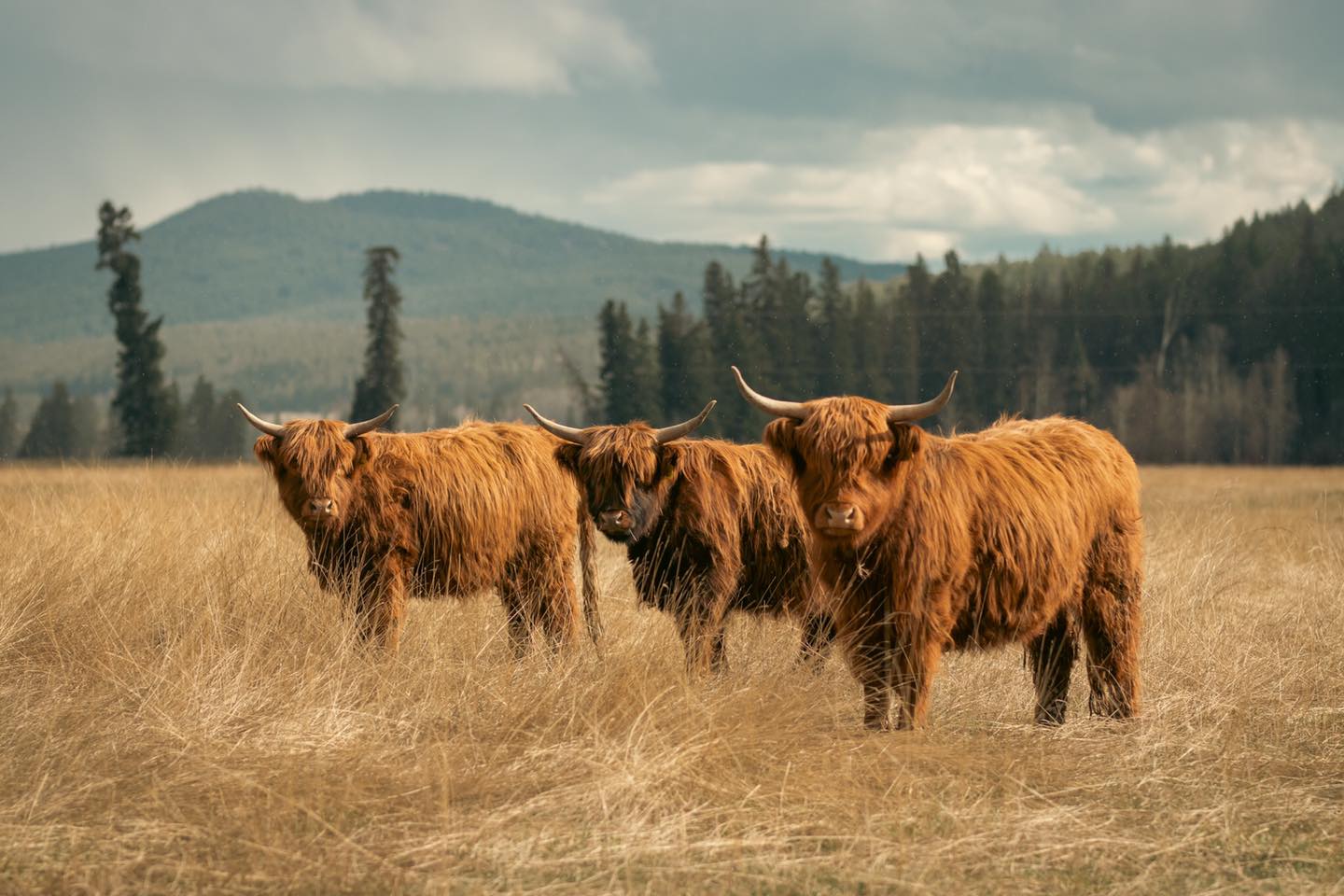 Three of the girls, each with their own personality, pausing just long enough for the camera. Always watchful, always present.
#kootneyphotographer #kootneysbc #kootneylife #ranch #cow #bull #highland #highlandcattle #highlandcow #highlandcattleofinstagram #farm #farming