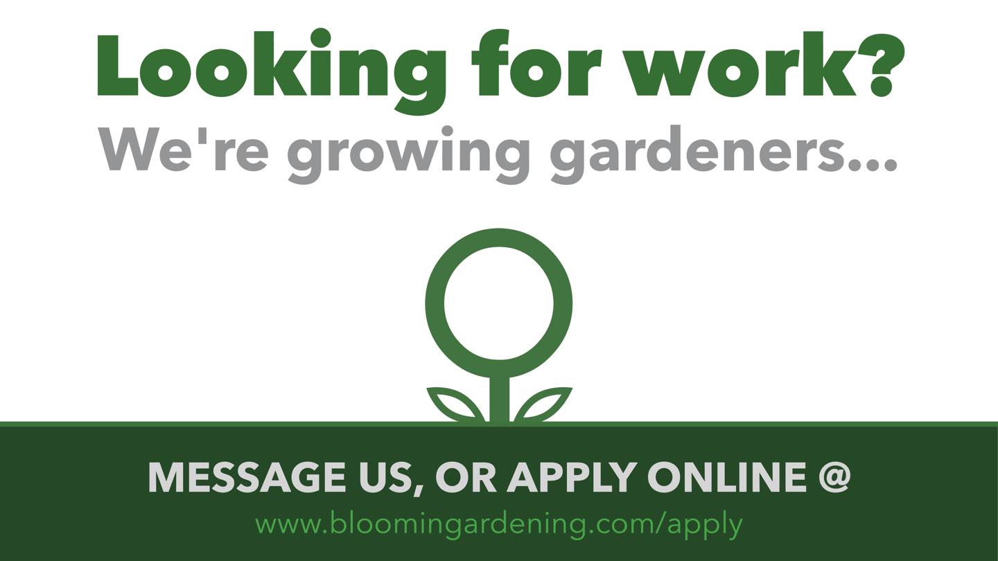 We’re looking for a dedicated and hard working, self-employed Gardener/Labourer to join our expanding team. We can offer competitive pay, flexible hours and on-site training
You don’t have to be experienced or know everything, just have the right attitude and be hard working, we can teach the rest.
We work throughout Kent but the ideal candidate will live in or near Rainham, Isle-of-Sheppey, Maidstone or Langley.
If that sounds like you, or you know someone who would be interested, feel free to message us or share the post.
https://www.bloomingardening.com/apply
#gardener #work #job #kent #maidstone #rainham #isleofsheppey #jobopportunity #jobsearch #jobvacancy #jobopportunities #jobalert #jobs #careeropportunities #CareerChange #labourerjobs #labourer #labourerlife