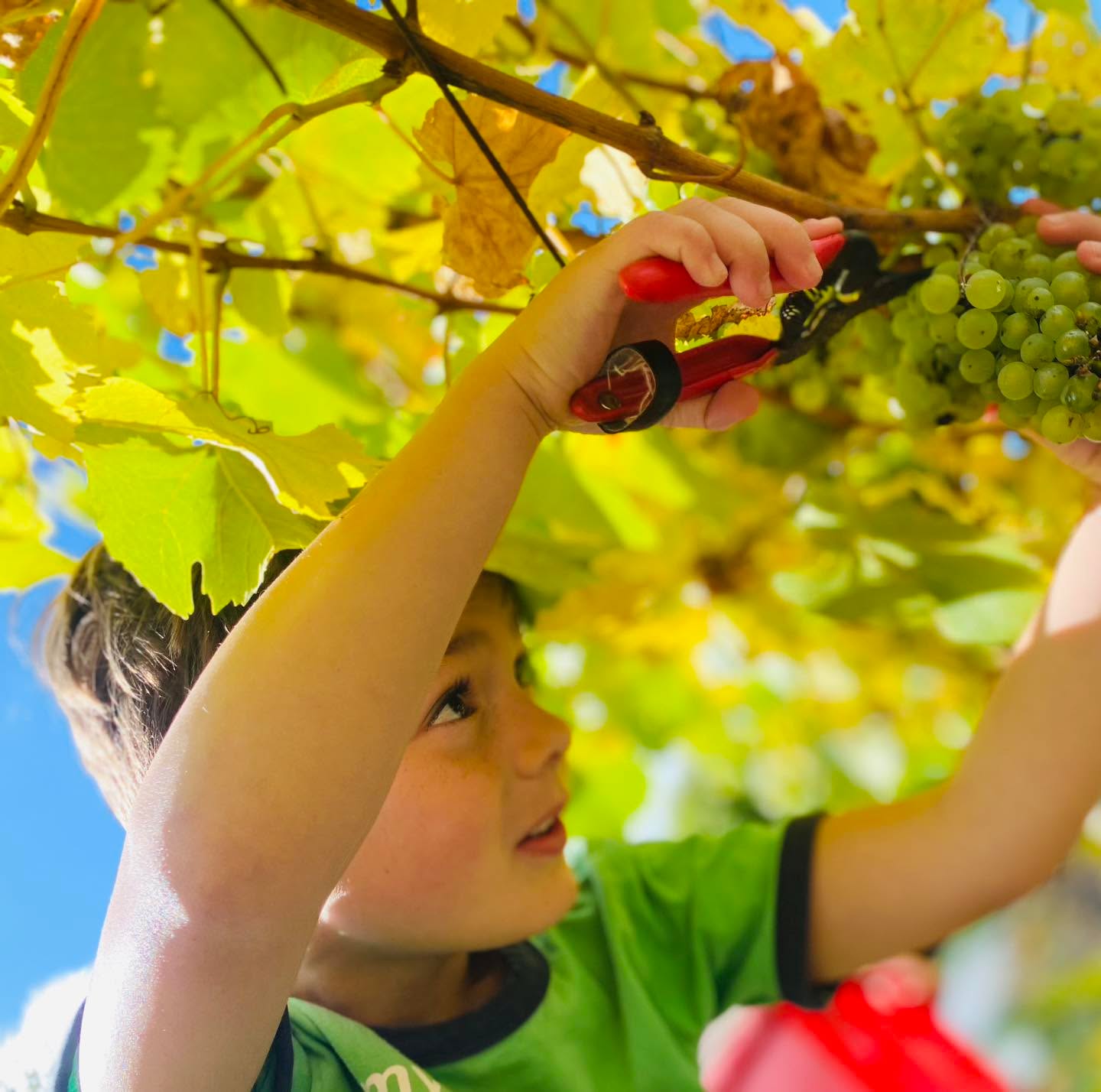 CHILD FRIENDLY EVENTS AND WINERY
Budburst 2024 Festival Fun
Food = The Yumpling Truck
Music = The Floyd Black Band
@ Double Oaks Estate
Live music
Wine, Beer, Cider
Menu:
All types of Dumplings
Beef fried noodles
Teriyaki Chicken
Japanese Curry Chicken
Fried Rice
Amazing Wine, Food, and Live Music
(Beer and Cider available)
Child friendly
Budburst 2024
Nov 16 & 17
10am - 5pm
#macedonrangesnaturallycool #melbourneweekends #macedonranges #weekendsinmelbourne #lancefield #macedonrangeswine #sunbury #kyneton #gisborne #woodend #visitmacedonranges #daylesfordmacedonlife #daylesford #budburst #budburst2024 #cellardoor #macedonrangessc