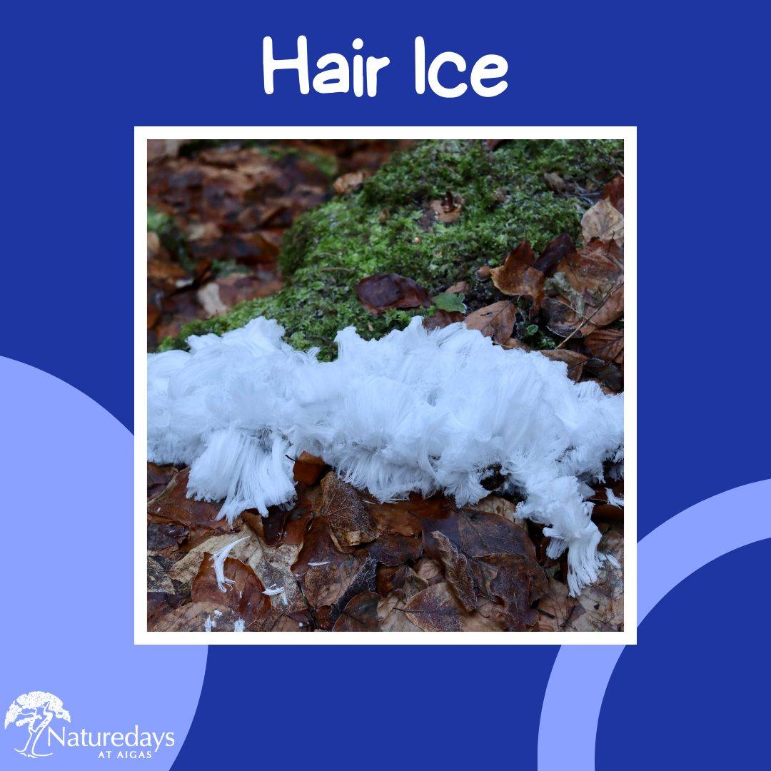 Hair ice is a rare type of ice formation that only occurs under very specific conditions. These conditions include the presence of rotting wood from a broadleaf tree, temperatures just under 0 degrees, and moist air. What's more, a special type of fungus also has to be present. The fungus produces products that help stabilise the thin strands of ice that are pushed out the wood as the water inside freezes and expands. ❄
Have you ever seen hair ice? Keep an eye out for it this winter! 👀
.
.
.
#HairIce #Ice #Winter #FrostBeard #IceWool #Fungus #FantasticFungi #WinterWalk #Naturewalk #NatureFacts #NatureFact #Aigas #EnvironmentalEducation #OutdoorEducation #NaturedaysAtAigas #AigasFieldCentre #NatureDetectives #NatureEducation #DiscoverNature #Nature_Lovers #Highlands #Scotland