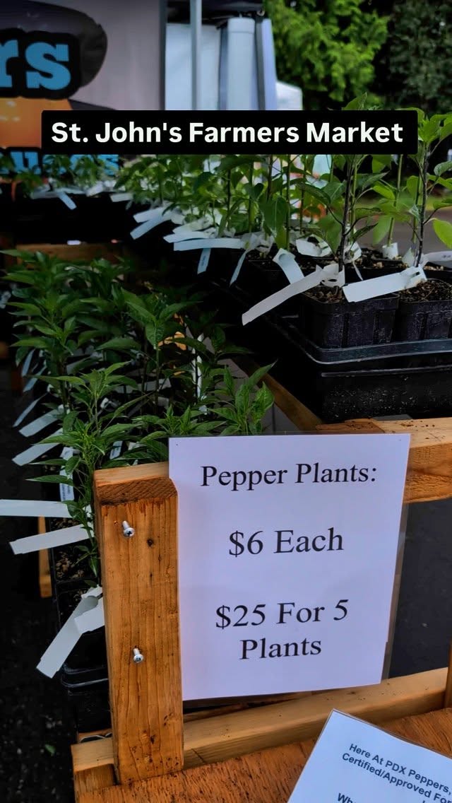 Come find us until 2 today at the @stjohnsfarmersmarket !! We have been selling out of seedlings quickly this year! Get them while they last 🤘
•
•
•
#PepperBusiness #HotSauce #FermentedHotSauce #FreshPeppers #PortlandOregon #StJohnsFarmersMarket #PDXPeppers #ChiliPeppers #SpicySauce #ThePepperNursery #ArtisanHotSauce #FreshLocalPeppers #PortlandPeppers #PDXFoodies #PDXFarmersMarket #FarmToBottle #PepperFarm #FermentedPeppers #SpicyFoodLovers #PDXart #LocalHotSauce #PepperGrower #PortlandFarmersMarket #ChiliHeads #FarmersMarketFinds #PDXSpicy