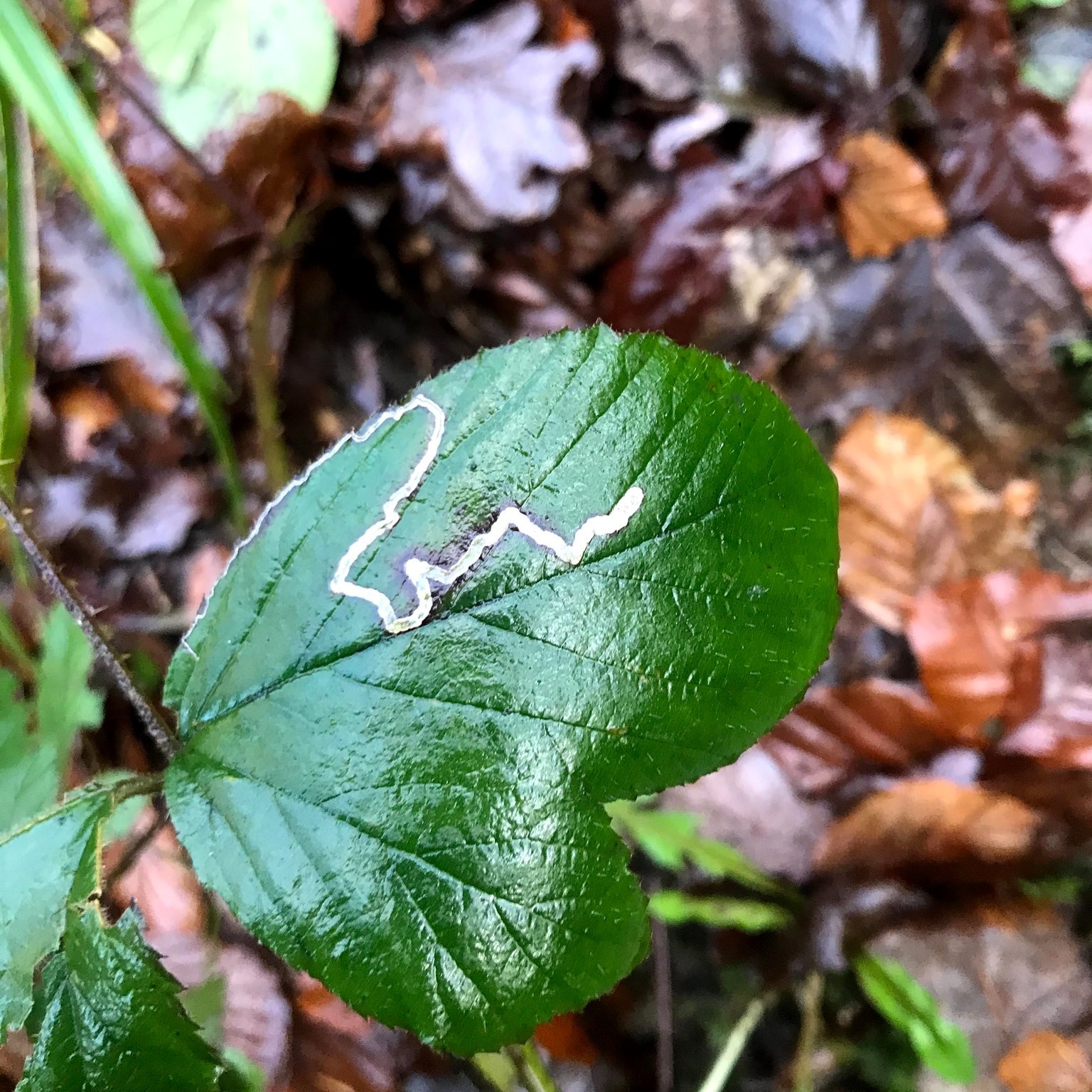 This week we visited our last school of 2025! We did an animal tracks and signs quiz, then went outside into the school grounds to look for signs of animals living there. 🐾
We found evidence of insect larvae in bramble leaves (pictured), woodpecker activity on trees, and beetle activity on bark! 🌳
.
.
.
#TracksAndSigns #AnimalTracksAndSigns #Tracking #Aigas #EnvironmentalEducation #OutdoorEducation #NaturedaysAtAigas #Outreach #AigasFieldCentre #Wildlife #WildlifeEducation #WildlifeDiscovery #WildlifeDetectives #NatureDetectives #NatureEducation #DiscoverNature #Nature_Lovers #NatureUpClose #Highlands #Scotland #ScottishHighlands