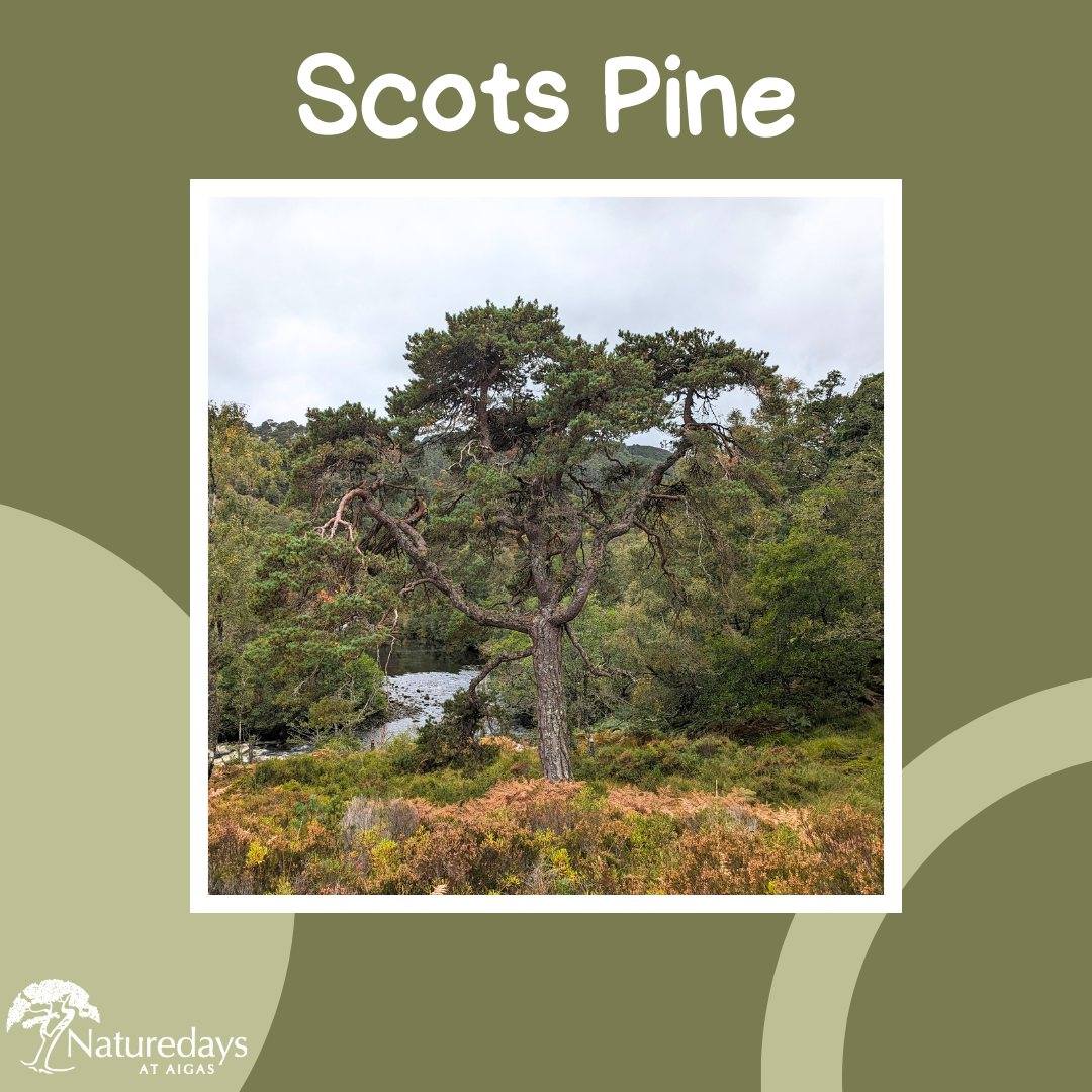 Scots pines are magnificent trees. In Scotland they have been recorded growing up to 27 metres tall, and living to over 300 years old. 🌳
Scots pine forests support many different animals, plants, and fungi, including rare plants such as twinflower, and endangered birds such as the capercaillie. 🐦🌱🍄
The trees have a rich history in Highland folklore, and have long been used to mark the burial places of respected individuals such as warriors and clan chiefs. ⚔
.
.
.
#Aigas #EnvironmentalEducation #OutdoorEducation #NaturedaysAtAigas #AigasFieldCentre #Wildlife #WildlifeEducation #WildlifeDiscovery #WildlifeDetectives #NatureDetectives #NatureEducation #DiscoverNature #ScotsPine #ScotsPineFoest #CaledonianPineForest #Highlands #ScottishHighlands