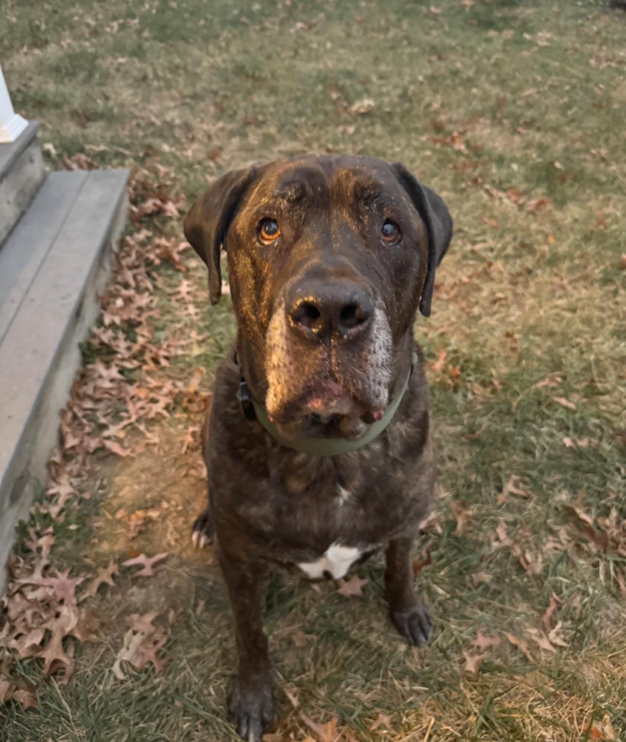This big guy, Johnny Tiger, joined our pack last week as well! He is way bigger than he looks, and is a true gentle giant. JT loved his time spent with Jenna and Brooke for his overnights and visits!
#canecorso #seniordogs #delawarepets #petsitting #petsofdelaware #giantbreed #happypup #satisfied