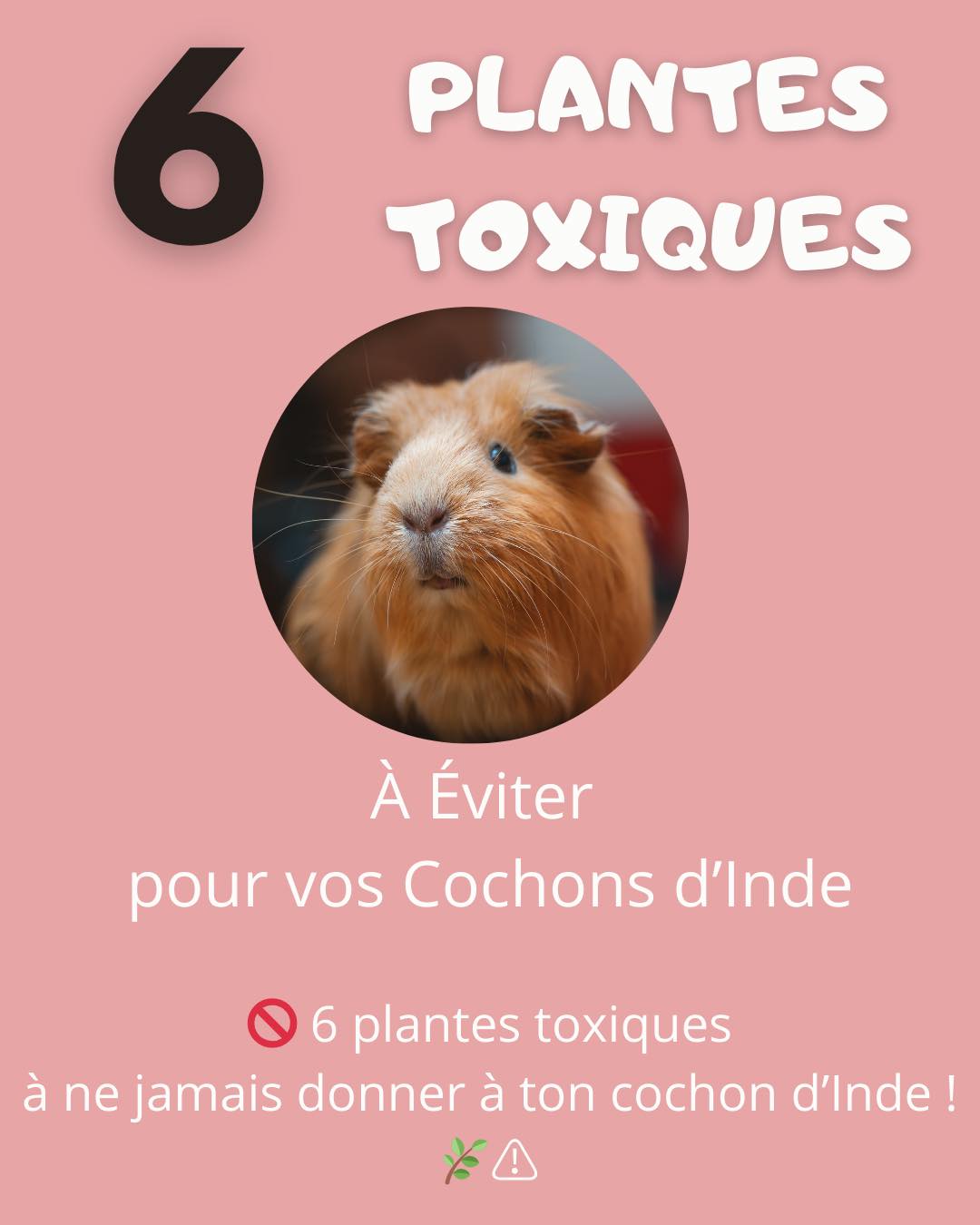 🌿 PLANTES TOXIQUES POUR LES COCHONS D’INDE : À CONNAÎTRE ABSOLUMENT ! 🌿
Tu cueilles des herbes ou des fleurs pour ton cochon d’Inde ? Ou il profite d’un accès au jardin ? Alors ce post est fait pour toi !
Beaucoup de plantes courantes dans nos extérieurs ou nos balades peuvent être dangereuses, voire mortelles pour les petits rongeurs.
⚠️ Le simple contact ou l’ingestion de certaines plantes peut provoquer des troubles digestifs, nerveux, voire des intoxications sévères.
Dans ce carrousel, découvre :
✅ Les plantes les plus courantes et les plus dangereuses
✅ Des images claires pour apprendre à les reconnaître
✅ Une formulation simple pour rester vigilant en balade ou au jardin
📌 Exemples de plantes à éviter absolument :
• Le laurier-rose
• La digitale pourpre
• Le muguet
• L’azalée
… et bien d’autres encore !
💡 Ce guide est pensé pour t’aider à protéger tes animaux lors de tes récoltes naturelles.
Une liste encore plus complète arrive bientôt, alors pense à t’abonner pour ne rien rater !
—
🔁 Enregistre ce post pour t’y référer facilement
❤️ Like et partage à un ami amoureux de ses NACS
📩 Dis-nous en commentaire : connaissais-tu toutes ces plantes toxiques ?
🐹
Prenez soin de vos animaux avec Quartier Des Nacs ❤️🐾
#cochondinde #cochondindes #cochondindeheureux #bienêtreanimal #animauxdecompagnies #lapin