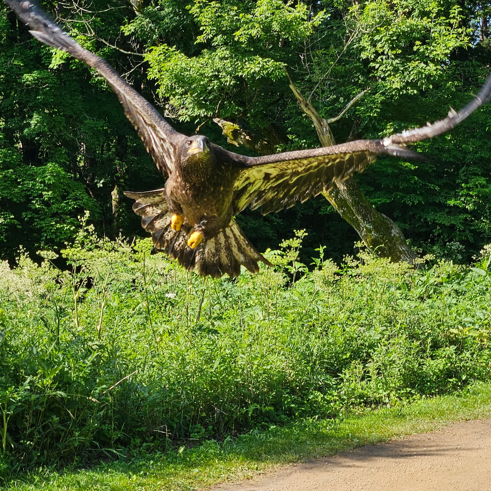 Watch out! The Zip Zip bird's friends have heard that he is out and active again.
Thank you Eric Bakke from Troop 142 for this picture taken down by the archery range!