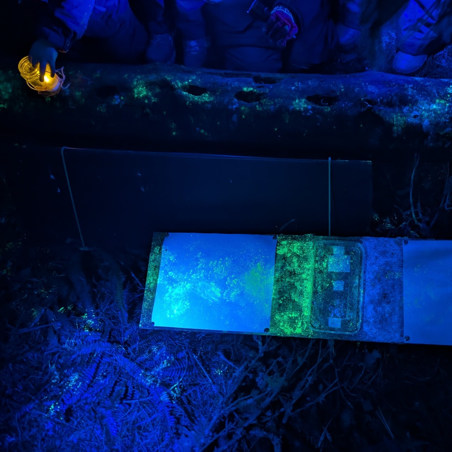 We had a beautiful cold and crisp evening for members of our alternative education groups who attended a Nature at Night session yesterday. We heard tawny owls calling, saw animal footprints under UV light, and had a gathering round a warm fire at the end of the evening. Thanks to everyone who came along! ⭐🌙
.
.
.
#Aigas #EnvironmentalEducation #AlternativeEducation #HomeEd #AlternativeEducation #NaturedaysAtAigas #AigasFieldCentre #Wildlife #WildlifeEducation #OutdoorEducation #NatureEducation #Highlands #Scotland #NatureAtNight