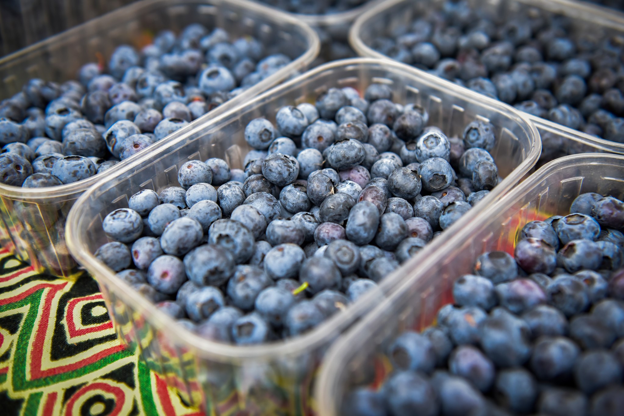 🟣𝑪𝒖𝒓𝒊𝒐𝒔𝒊𝒕𝒂̀:
🌱 Perché proprio il mirtillo?
Il mirtillo non è solo buono… è anche un superfood! Ricco di antiossidanti, fa bene alla vista, alla memoria e alla pelle.
Alla nostra sagra potrai gustarlo in mille modi: dolce, salato, liquido… e anche come souvenir!
💙 Non mancate… la magia del mirtillo vi aspetta!
-
-
-
-
#sagra #sagradelmirtillo #infomoncrivello #infomirtillo #sole #blu #mirtillibuoni #salute #superfood #artigianato #fiera #eccellenzemoncrivellesi