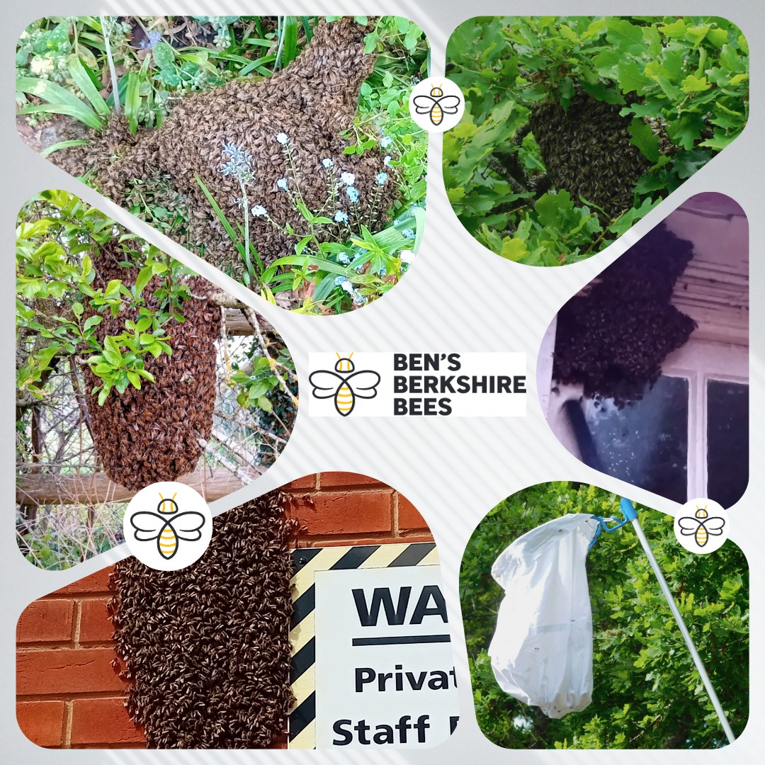 We've had a busy start to the season for swarm collections. Here is a few of the 12 calls we have responded to so far!