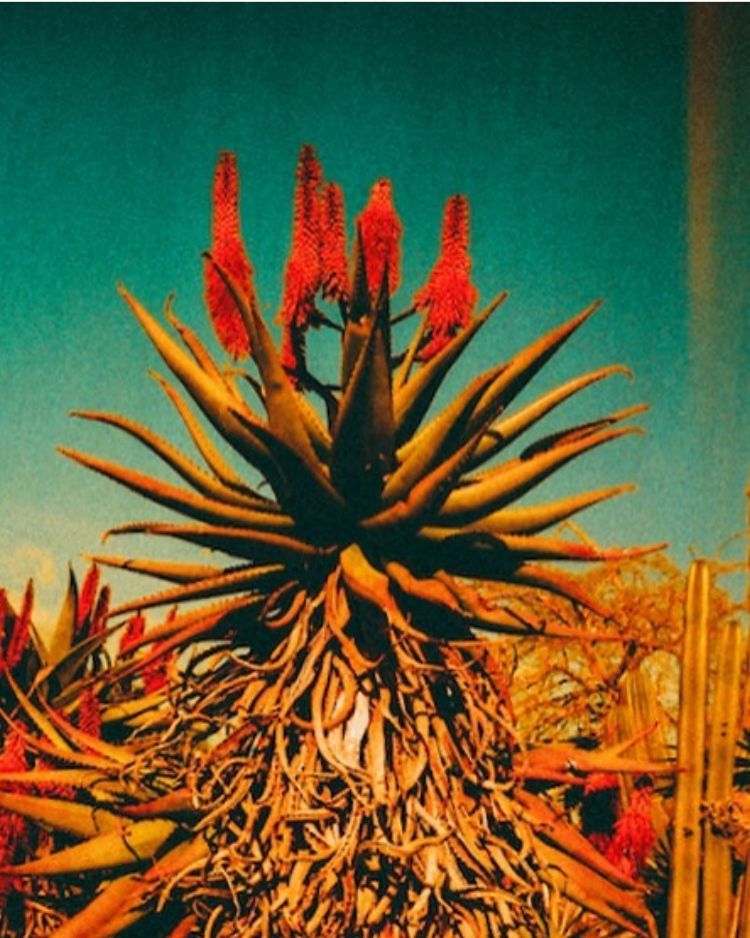 Let's talk about Agave: Agave is a succulent plant native to Mexico and the southwestern United States, known for its spiky leaves, rosette shape, and ability to thrive in arid conditions. There are over 200 species of agave, but only a few are used for Mezcal production (Tequila is Mezcal remember).
Agave is often referred to as the "century plant" which is slightly misleading - agaves don’t really take 100 years to bloom, but they do take many years, depending on the species. But they can grow to incredible sizes, as big as houses.
Tequila is made, and can only be made, from the Tequilana Weber Azul (Blue Weber). They mature over 5-10 years. The only way to make great Tequila.