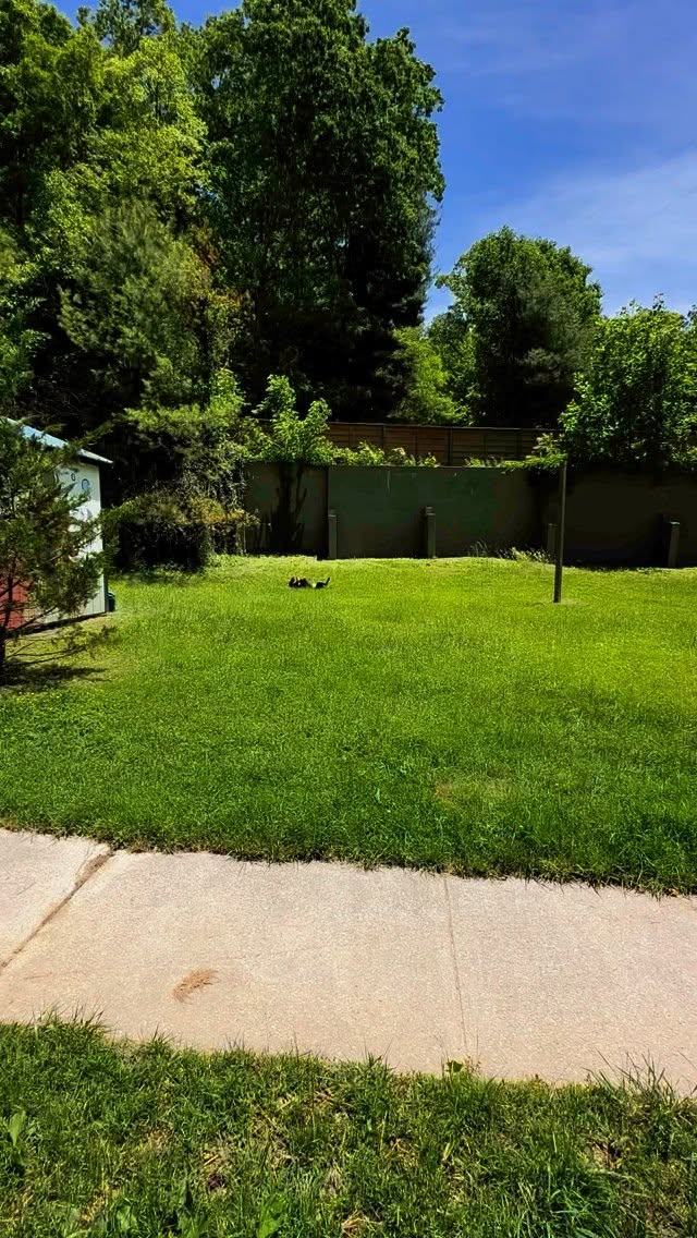 We welcomed another foster pup just in time for Memorial Day weekend! First duty-play in the park to make sure it’s ready for guests!
Foster Everett joined us from @sargesanimalrescue He had a little anxiety at the shelter (who wouldn’t?!) so they wanted to see how he did in a home environment. We’ve only had him a few days but he’s settled right in and we think he’s pretty perfect. He’s knows sit, down and working on place. He LOVES playing, sniffing, eating treats and getting rubs. Hard to believe he hasn’t been adopted yet?!!! I know some of our guests are hound lovers- anyone want to add this silly goober to their family?
#rescue #fosterdog #dogfriendly #dogfriendlyhotel #dog #travel #wnc #travelwithdogs #gertonnc #asheville #dogsofasheville